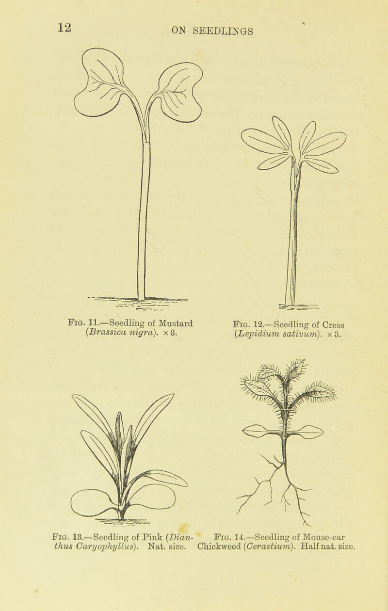 Pig. 11.—Seedling of Mustard (Brassica nigra), x 3. Fig. 12.—Seedling of Cress (Lepidium sativum), x 3. Fig. 18.—Seedling of Pink (Dian- Fig. 14.—Seedling of Mouse-ear thus Oargophyllus). Nat. size. Chickweed (Cerastium). Half nat. size.