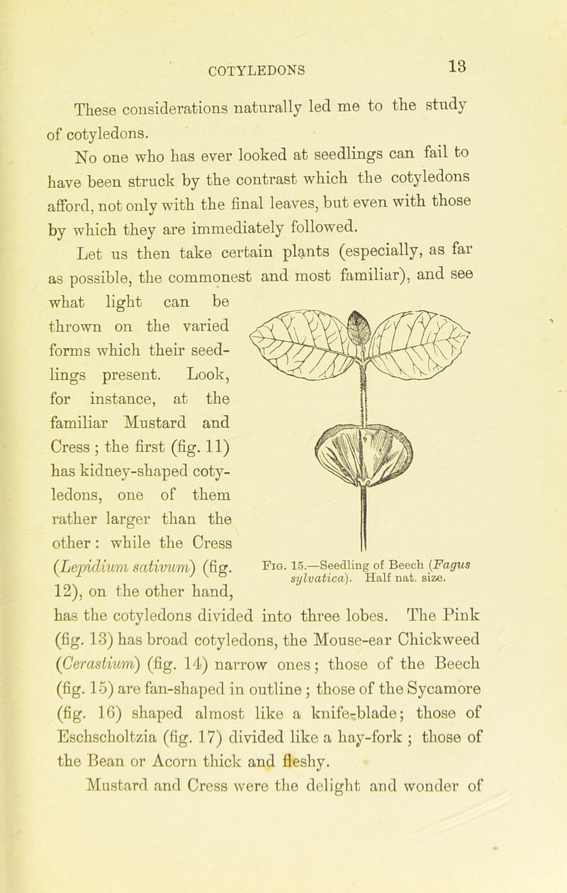 COTYLEDONS These considerations naturally led me to the study of cotyledons. No one who has ever looked at seedlings can fail to have been struck by the contrast which the cotyledons afford, not only with the final leaves, but even with those by which they are immediately followed. Let us then take certain plants (especially, as far as possible, the commonest and most familiar), and see what light can be thrown on the varied forms which their seed- lings present. Look, for instance, at the familiar Mustard and Cress ; the first (fig. 11) has kidney-shaped coty- ledons, one of them rather larger than the other : while the Cress (Lepidium sativum) (fig. 12), on the other hand, has the cotyledons divided into three lobes. The Pink (fig. 13) has broad cotyledons, the Mouse-ear Chickweed (C&rastium) (fig. 14) narrow ones; those of the Beech (fig. 15) are fan-shaped in outline ; those of the Sycamore (fig. 1G) shaped almost like a kniferrblade; those of Eschscholtzia (fig. 17) divided like a hay-fork ; those of the Bean or Acorn thick and fleshy. Mustard and Cress were the delight and wonder of Pig. 15.—Seedling of Beech (Fagus sylvatica). Half nat. size.