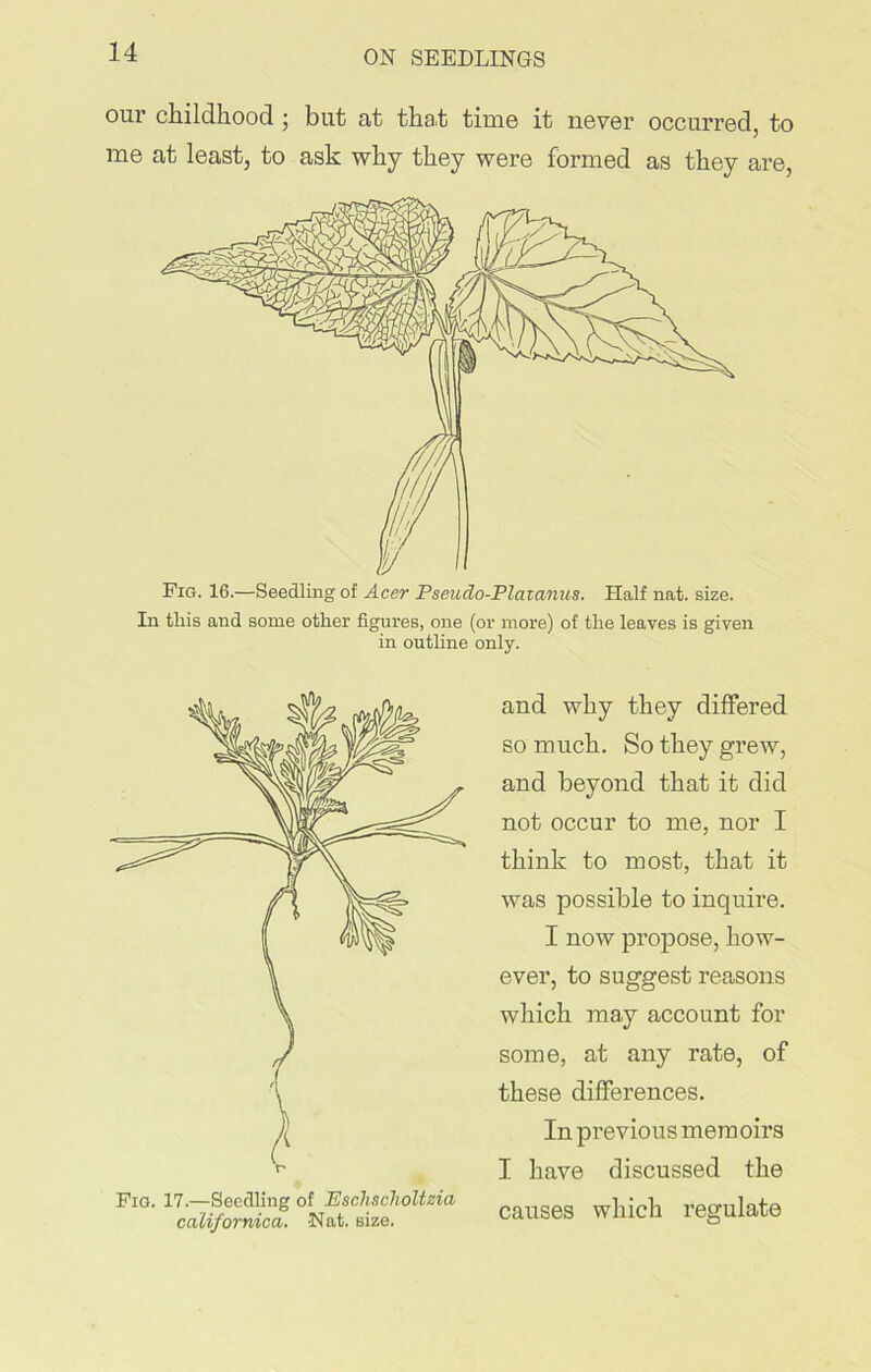 our childhood ; but at that time it never occurred, to me at least, to ask why they were formed as they are, Pig. 16.—Seedling of Acer Pseudo-Plat anus. Half nat. size. In this and some other figures, one (or more) of the leaves is given in outline only. Pig. 17.—Seedling of Eschscholizia californica. -Nat. size. and why they differed so much. So they grew, and beyond that it did not occur to me, nor I think to most, that it was possible to inquire. I now propose, how- ever, to suggest reasons which may account for some, at any rate, of these differences. In pi-evious memoirs I have discussed the causes which regulate