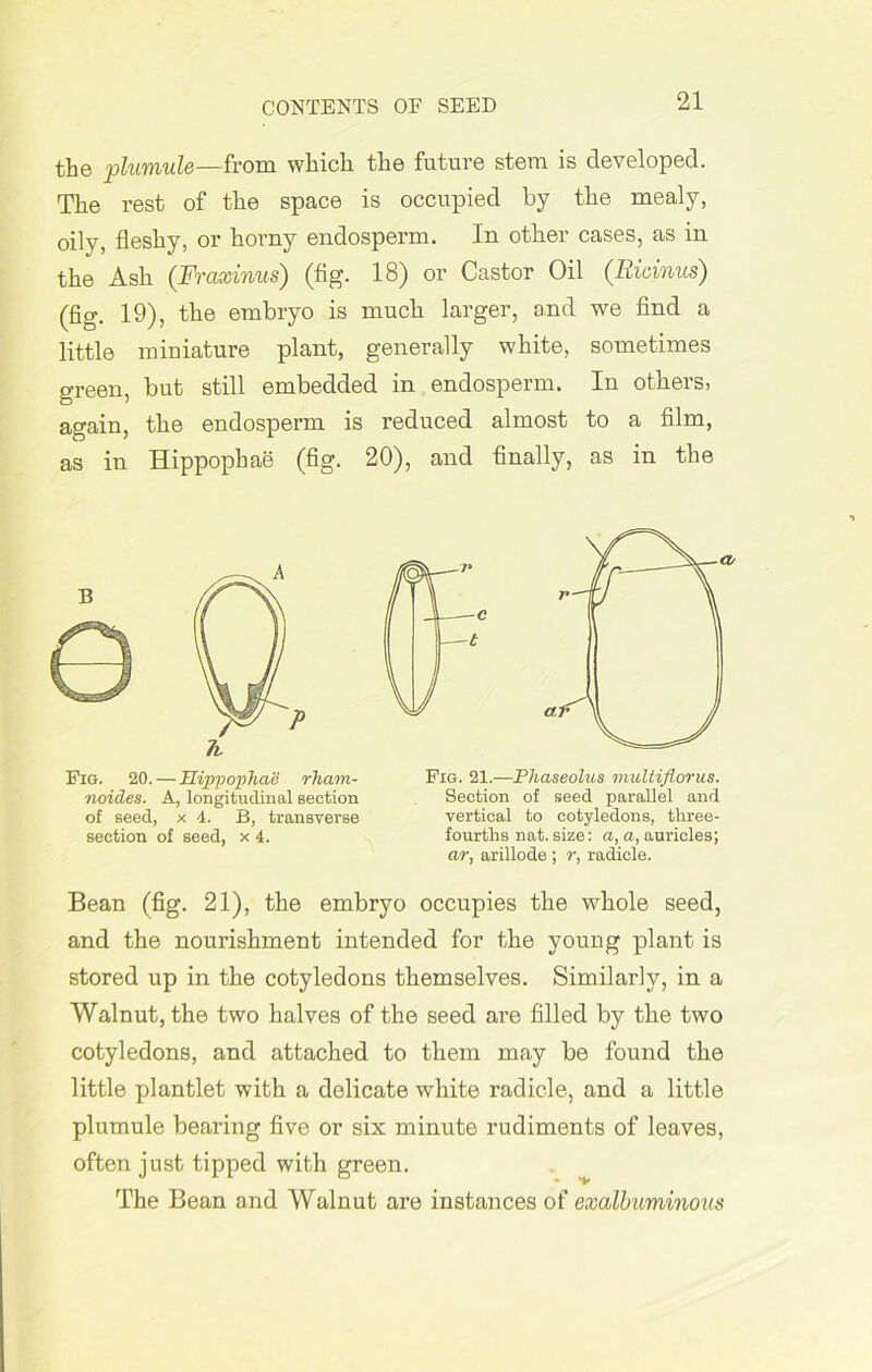 CONTENTS OF SEED the plumule—from which the future stem is developed. The rest of the space is occupied by the mealy, oily, fleshy, or horny endosperm. In other cases, as in the Ash (Frcixinus) (fig. 18) or Castor Oil (Ricinus) (fig. 19), the embryo is much larger, and we find a little miniature plant, generally white, sometimes green, but still embedded in endosperm. In others, again, the endosperm is reduced almost to a film, as in Hippophae (fig. 20), and finally, as in the Bean (fig. 21), the embryo occupies the whole seed, and the nourishment intended for the young plant is stored up in the cotyledons themselves. Similarly, in a Walnut, the two halves of the seed are filled by the two cotyledons, and attached to them may be found the little plantlet with a delicate white radicle, and a little plumule bearing five or six minute rudiments of leaves, often just tipped with green. The Bean and Walnut are instances of excdbuminous Fig. 20. — Hippophae rham- noides. A, longitudinal section of seed, x 4. B, transverse section of seed, x 4. Fig. 21.—Pliaseolus multifiorus. Section of seed parallel and vertical to cotyledons, three- fourths nat. size: a, a, auricles; ar, arillode ; r, radicle.