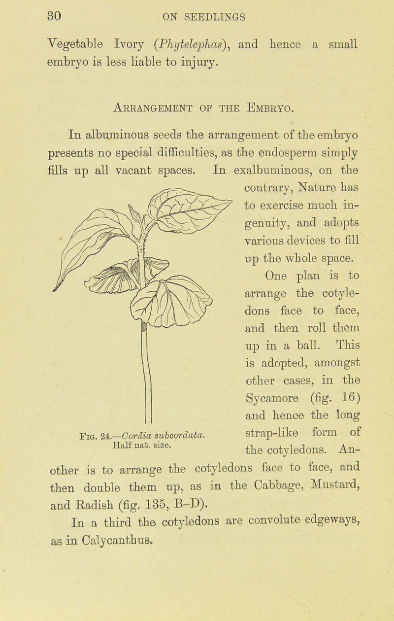 Vegetable Ivory (Phi/telephas), and hence a small embryo is less liable to injury. Arrangement of the Embryo. In albuminous seeds the arrangement of the embryo presents no special difficulties, as the endosperm simply fills up all vacant spaces. In exalbuminous, on the contrary, Nature has to exercise much in- genuity, and adopts various devices to fill up the whole space. One plan is to arrange the cotyle- dons face to face, and then roll them up in a ball. This is adopted, amongst other cases, in the Sycamore (fig. 16) and hence the long strap-like form of the cotyledons. An- other is to arrange the cotyledons face to face, and then double them up, as in the Cabbage, Mustard, and Radish (fig. 135, B-D). In a third the cotyledons are convolute edgeways, as in Calycanthus. Fig. 24.—Cordia subcordata. Half nat. size.