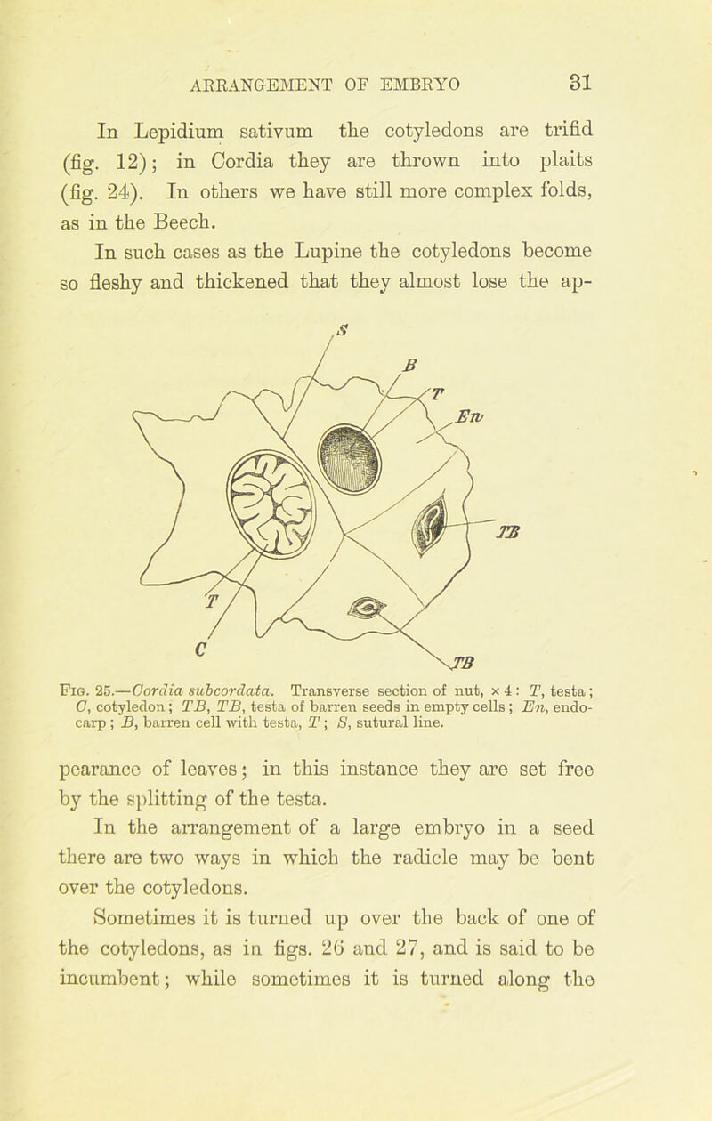 In Lepidium sativum the cotyledons are trifid (fig. 12); in Cordia they are thrown into plaits (fig. 24). In others we have still more complex folds, as in the Beech. In such cases as the Lupine the cotyledons become so fleshy and thickened that they almost lose the ap- Fig. 25.—Cordia subcordata. Transverse section of nut, x 4 : T, testa; C, cotyledon; TB, TB, testa of barren seeds in empty cells; En, endo- carp ; B, barren cell with testa, T; S, sutural line. pearance of leaves; in this instance they are set free by the splitting of the testa. In the arrangement of a large embryo in a seed there are two ways in which the radicle may be bent over the cotyledons. Sometimes it is turned up over the back of one of the cotyledons, as in figs. 20 and 27, and is said to be incumbent; while sometimes it is turned along the