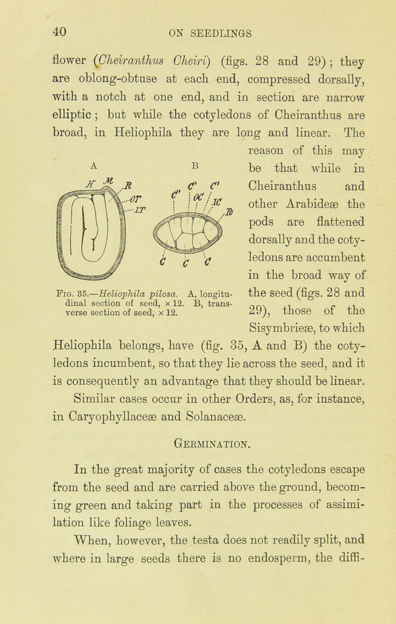 B flower (Gheiranthus Cheiri) (figs. 28 and 29) ; they are oblong-obtuse at each end, compressed dorsally, with a notch at one end, and in section are narrow elliptic; but while the cotyledons of Cheiranthus are broad, in Heliophila they are long and linear. The reason of this may be that while in Cheiranthus and other Arabideee the pods are flattened dorsally and the coty- ledons are accumbent in the broad way of the seed (figs. 28 and 29), those of the Sisymbriese, to which Heliophila belongs, have (fig. 35, A and B) the coty- ledons incumbent, so that they lie across the seed, and it is consequently an advantage that they should be linear. Similar cases occur in other Orders, as, for instance, in Caryophyllaceee and Solanaceas. Pig. 35.—Heliophila pilosa. A, longitu- dinal section of seed, x 12. B, trans- verse section of seed, x 12. Germination. In the great majority of cases the cotyledons escape from the seed and are carried above the ground, becom- ing green and taking part in the processes of assimi- lation like foliage leaves. When, however, the testa does not readily split, and where in large seeds there is no endosperm, the diffi-