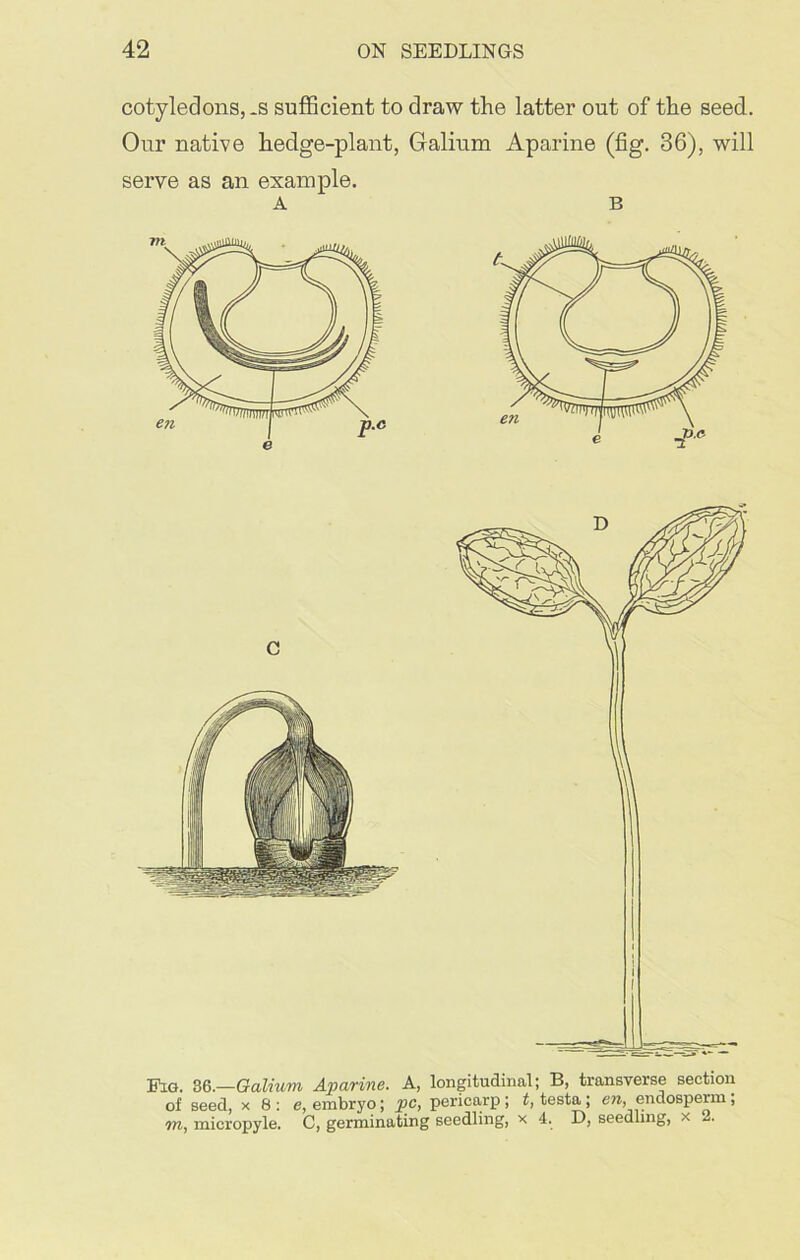 cotyledons, .s sufficient to draw the latter out of the seed. Our native hedge-plant, Galium Aparine (fig. 36), will serve as an example. A B Fig. 36.—Galium Aparine. A, longitudinal; B, transverse section of seed, x 8 : e, embryo; pc, pericarp ; t, testa; en, endosperm, m, micropyle. C, germinating seedling, x 4. D, seedling, x 2.