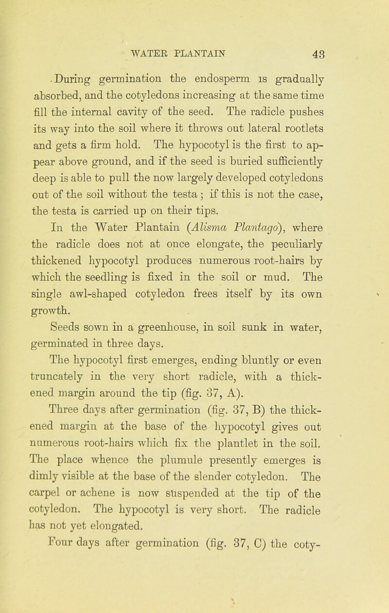 During germination the endosperm is gradually- absorbed, and the cotyledons increasing at the same time fill the internal cavity of the seed. The radicle pushes its way into the soil where it throws out lateral rootlets and gets a firm hold. The hypocotyl is the first to ap- pear above ground, and if the seed is buried sufficiently deep is able to pull the now largely developed cotyledons out of the soil without the testa ; if this is not the case, the testa is carried up on their tips. In the Water Plantain (Alisma Plant ago), where the radicle does not at once elongate, the peculiarly thickened hypocotyl produces numerous root-hairs by which the seedling is fixed in the soil or mud. The single awl-shaped cotyledon frees itself by its own growth. Seeds sown in a greenhouse, in soil sunk in water, germinated in three days. The hypocotyl first emerges, ending bluntly or even truncately in the very short radicle, with a thick- ened margin around the tip (fig. 37, A). Three days after germination (fig. 37, B) the thick- ened margin at the base of the hypocotyl gives out numerous root-hairs which fix the plantlet in the soil. The place whence the plumule presently emerges is dimly visible at the base of the slender cotyledon. The carpel or achene is now suspended at the tip of the cotyledon. The hypocotyl is very short. The radicle has not yet elongated. Four days after germination (fig. 37, C) the coty-