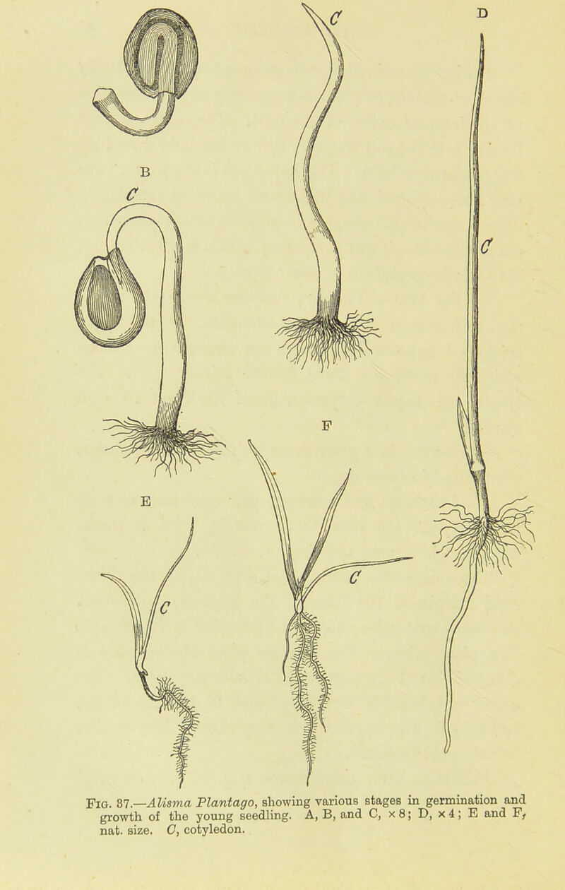 Fig. 87.—Alisma Plantago, showing various stages in germination and growth of the young seedling. A, B, and C, x8; D, x4; E and F, nat. size. C, cotyledon.