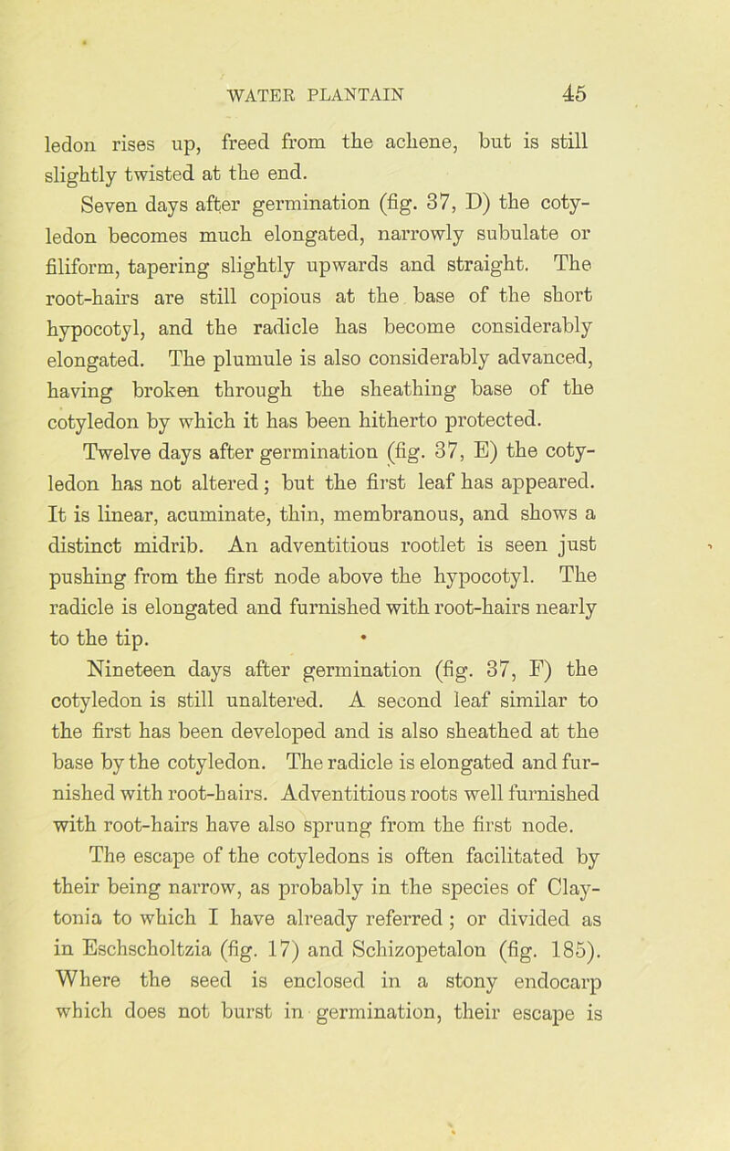 ledon rises up, freed from the acliene, but is still slightly twisted at the end. Seven days after germination (fig. 37, D) the coty- ledon becomes much elongated, narrowly subulate or filiform, tapering slightly upwards and straight. The root-hairs are still copious at the base of the short hypocotyl, and the radicle has become considerably elongated. The plumule is also considerably advanced, having broken through the sheathing base of the cotyledon by which it has been hitherto protected. Twelve days after germination (fig. 37, E) the coty- ledon has not altered; but the first leaf has appeared. It is linear, acuminate, thin, membranous, and shows a distinct midrib. An adventitious rootlet is seen just pushing from the first node above the hypocotyl. The radicle is elongated and furnished with root-hairs nearly to the tip. Nineteen days after germination (fig. 37, F) the cotyledon is still unaltered. A second leaf similar to the first has been developed and is also sheathed at the base by the cotyledon. The radicle is elongated and fur- nished with root-hairs. Adventitious roots well furnished with root-hairs have also sprung from the first node. The escape of the cotyledons is often facilitated by their being narrow, as probably in the species of Clay- tonia to which I have already referred ; or divided as in Eschscholtzia (fig. 17) and Schizopetalon (fig. 185). Where the seed is enclosed in a stony endocarp which does not burst in germination, their escape is