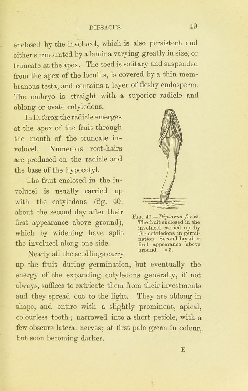 DIPSACUS enclosed lby the involucel, wliicli is also persistent and either surmounted by a lamina varying greatly in size, or truncate at the apex. The seed is solitary and suspended from the apex of the loculus, is covered by a thin mem- branous testa, and contains a layer of fleshy endosperm. The embryo is straight with a superior radicle and oblong or ovate cotyledons. In D. ferox the radicle emerges at the apex of the fruit through the mouth of the truncate in- volucel. Numerous root-hairs are produced on the radicle and the base of the liypocotyl. The fruit enclosed in the in- volucel is usually carried up with the cotyledons (fig. 40, about the second day after their first appearance above ground), which by widening have split the involucel along one side. Nearly all the seedlings carry up the fruit during germination, but eventually the energy of the expanding cotyledons generally, if not always, suffices to extricate them from their investments and they spread out to the light. They are oblong in shape, and entire with a slightly prominent, apical, colourless tooth ; narrowed into a short petiole, with a few obscure lateral nerves; at first pale green in colour, but soon becoming darker. E Pig. 40.—Dipsacus ferox. The fruit enclosed in the involucel carried up by the cotyledons in germi- nation. Second day after first appearance above ground, x 3.