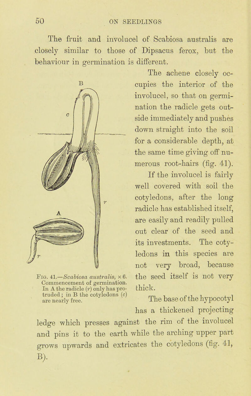 The fruit and involucel of Scabiosa australis are closely similar to those of Dipsacus ferox, but the behaviour in germination is different. The achene closely oc- cupies the interior of the involucel, so that on germi- nation the radicle gets out- side immediately and pushes down straight into the soil for a considerable depth, at the same time giving off nu- merous root-hairs (fig. 41). If the involucel is fairly well covered with soil the cotyledons, after the long radicle has established itself, are easily and readily pulled out clear of the seed and its investments. The coty- ledons in this species are not very broad, because the seed itself is not very thick. The base of the hypocotyl has a thickened projecting ledge which presses against the rim of the involucel and pins it to the earth while the arching upper part grows upwards and extricates the cotyledons (fig. 41, Fig. 41.—Scabiosa australis, x 6. Commencement of germination. In A the radicle (r) only has pro- truded ; in B the cotyledons (c) are nearly free.