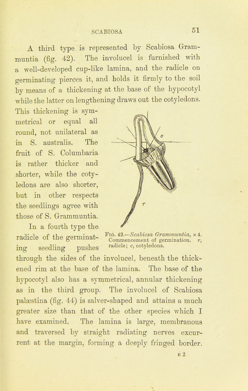 A third type is represented by Scabiosa Gram- muntia (fig. 42). The involucel is furnished with a well-developed cup-like lamina, and the radicle on germinating pierces it, and holds it firmly to the soil by means of a thickening at the base of the hypocotyl while the latter on lengthening draws out the cotyledons. This thickening is sym- metrical or equal all round, not unilateral as in S. australis. The fruit of S. Columbaria is rather thicker and shorter, while the coty- ledons are also shorter, but in other respects the seedlings agree with those of S. Grammuntia. In a fourth type the vnrbVlp nf flip owminnt- Vi.—Scabiosa Grammuntia, x4. raclicie 01 tne geimmat Commencement of germination, r, ing seedling pushes radicle; c> cotyiedons. through the sides of the involucel, beneath the thick- ened rim at the base of the lamina. The base of the hypocotyl also has a symmetrical, annular thickening as in the third group. The involucel of Scabiosa palasstina (fig. 44) is salver-shaped and attains a much greater size than that of the other species which I have examined. The lamina is large, membranous and traversed by straight radiating nerves excur- rent at the margin, forming a deeply fringed border.