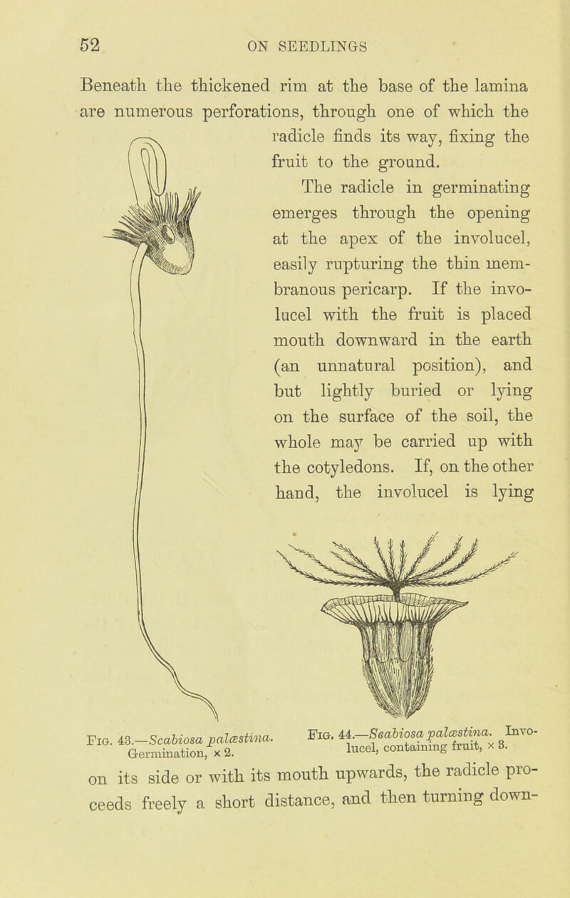 Beneath the thickened rim at the base of the lamina are numerous perforations, through one of which the radicle finds its way, fixing the fruit to the ground. The radicle in germinating emerges through the opening at the apex of the involucel, easily rupturing the thin mem- branous pericarp. If the invo- lucel with the fruit is placed mouth downward in the earth (an unnatural position), and but lightly buried or lying on the surface of the soil, the whole may be carried up with the cotyledons. If, on the other hand, the involucel is lying Fig. 43.—Scabiosa palcestina. Fig. 44. -S<•^F****fc 3InV°' Germination, x 2. lucel> containing fruit, x 3. on its side or with its mouth upwards, the radicle pro- ceeds freely a short distance, and then turning down-