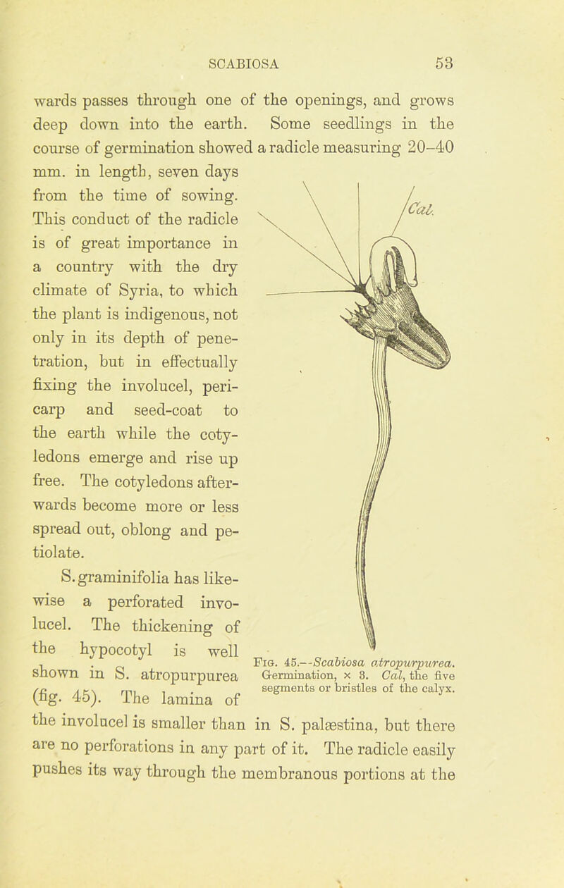 wards passes through one of the openings, and grows deep down into the earth. Some seedlings in the course of germination showed a radicle measuring 20-40 mm. in length, seven days from the time of sowing. This conduct of the radicle is of great importance in a country with the dry climate of Syria, to which the plant is indigenous, not only in its depth of pene- tration, but in effectually fixing the involucel, peri- carp and seed-coat to the earth while the coty- ledons emerge and rise up free. The cotyledons after- wards become more or less spread out, oblong and pe- tiolate. S.graminifolia has like- wise a perforated invo- lucel. The thickening of the hypocotyl is well , . Fig. 45.—Scabiosa atropurpurea. Shown in S. atropurpurea Germination, x 3. Cal, the five /n a r \ .... , . segments or bristles of the calyx. (fig. 45). The lamina of the involucel is smaller than in S. palaestina, but there are no perforations in any part of it. The radicle easily pushes its way through the membranous portions at the