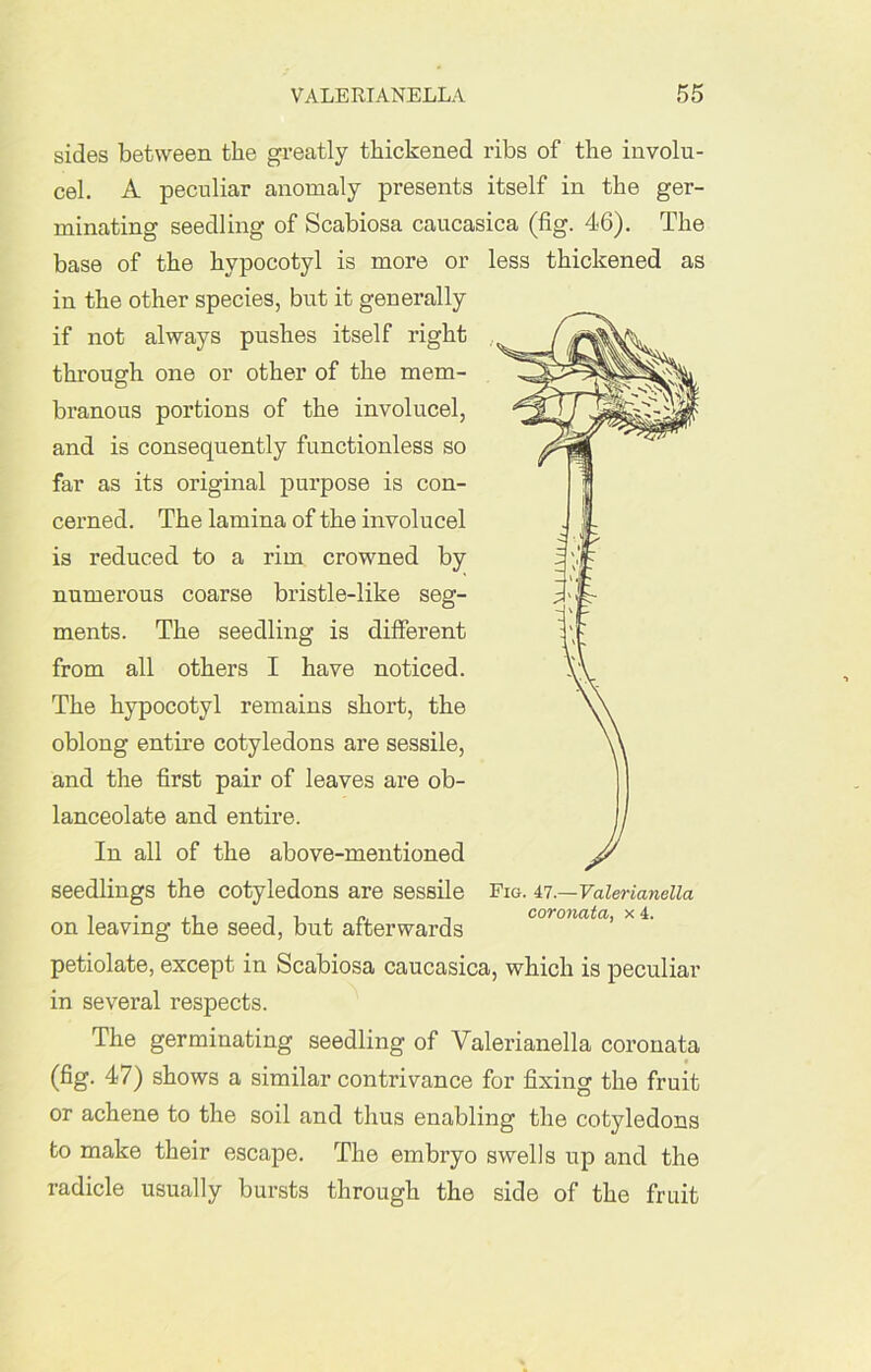 sides between the greatly thickened ribs of the involu- cel. A peculiar anomaly presents itself in the ger- minating seedling of Scabiosa caucasica (fig. 46). The base of the hvpocotyl is more or less thickened as in the other species, but it generally if not always pushes itself right through one or other of the mem- branous portions of the involucel, and is consequently functionless so far as its original purpose is con- cerned. The lamina of the involucel is reduced to a rim crowned by numerous coarse bristle-like seg- ments. The seedling is different from all others I have noticed. The hypocotvl remains short, the oblong entire cotyledons are sessile, and the first pair of leaves are ob- lanceolate and entire. In all of the above-mentioned seedlings the cotyledons are sessile on leaving the seed, but afterwards petiolate, except in Scabiosa caucasica, which is peculiar in several respects. The germinating seedling of Valerianella coronata (fig. 47) shows a similar contrivance for fixing the fruit or achene to the soil and thus enabling the cotyledons to make their escape. The embryo swells up and the radicle usually bursts through the side of the fruit Fig. 47.—Valerianella coronata, x 4.