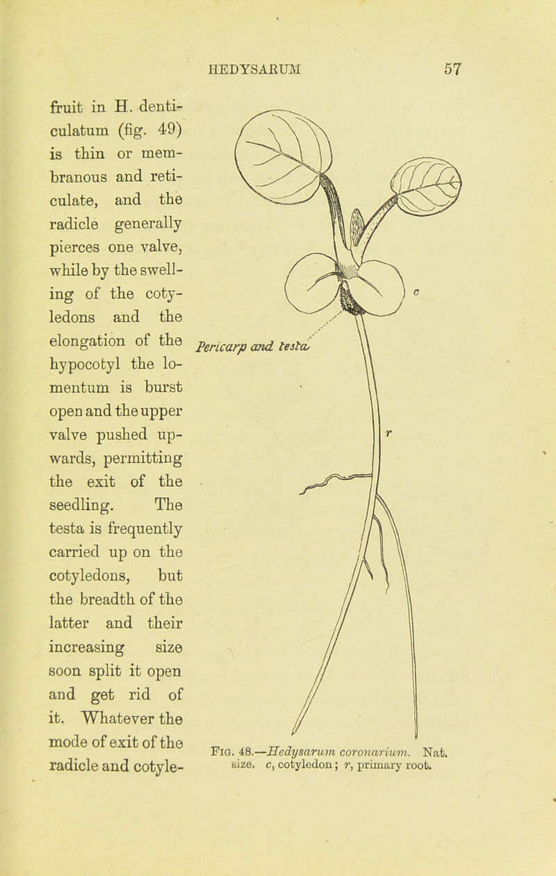 fruit in H. denti- culatum (fig. 49) is thin or mem- branous and reti- culate, and the radicle generally pierces one valve, while by the swell- ing of the coty- ledons and the elongation of the hypocotyl the lo- mentum is burst open and the upper valve pushed up- wards, permitting the exit of the seedling. The testa is frequently carried up on the cotyledons, but the breadth of the latter and their increasing size soon split it open and get rid of it. Whatever the mode of exit of the radicle and cotyle- Fio. 48.—Uedysarum coronarium. Nat. size, c, cotyledon; r, primary root.