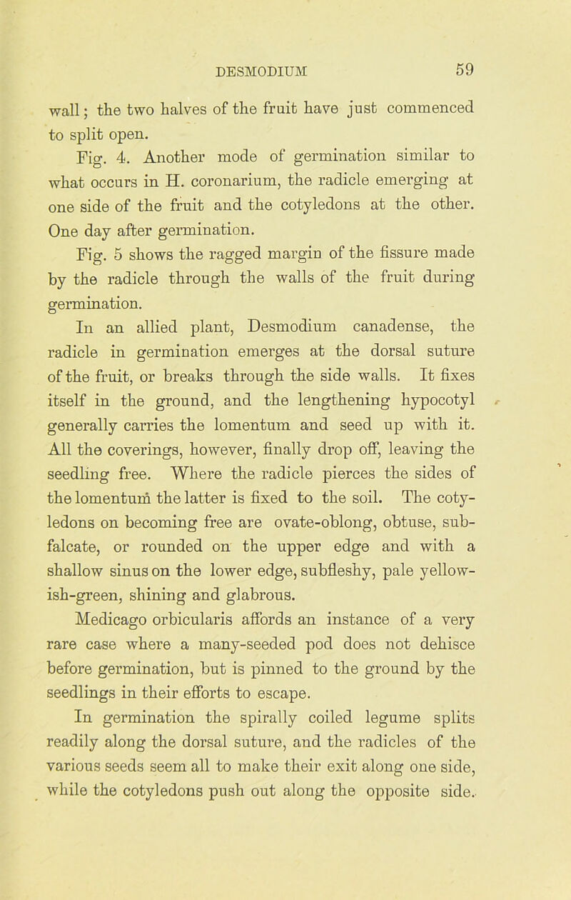 wall; the two halves of the fruit have just commenced to split open. Fig. 4. Another mode of germination similar to what occurs in H. coronarium, the radicle emerging at one side of the fruit and the cotyledons at the other. One day after germination. Fig. 5 shows the ragged margin of the fissure made by the radicle through the walls of the fruit during germination. In an allied plant, Desmodium canadense, the radicle in germination emerges at the dorsal suture of the fruit, or breaks through the side walls. It fixes itself in the ground, and the lengthening hypocotyl generally carries the lomentum and seed up with it. All the coverings, however, finally drop off, leaving the seedling free. Where the radicle pierces the sides of the lomentum the latter is fixed to the soil. The coty- ledons on becoming free are ovate-oblong, obtuse, sub- falcate, or rounded on the upper edge and with a shallow sinus on the lower edge, subfleshy, pale yellow- ish-green, shining and glabrous. Medicago orbicularis affords an instance of a very rare case where a many-seeded pod does not dehisce before germination, but is pinned to the ground by the seedlings in their efforts to escape. In germination the spirally coiled legume splits readily along the dorsal suture, and the radicles of the various seeds seem all to make their exit along one side, while the cotyledons push out along the opposite side.