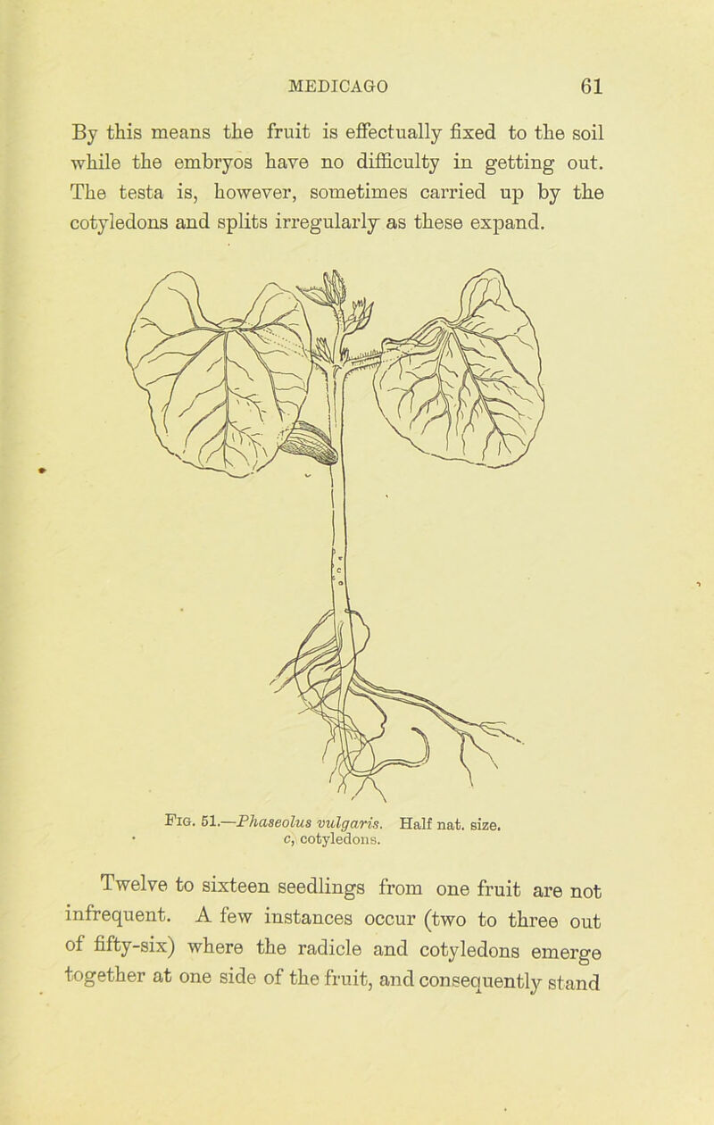 By this means the fruit is effectually fixed to the soil while the embryos have uo difficulty iu getting out. The testa is, however, sometimes carried up by the cotyledons and splits irregularly as these expand. Twelve to sixteen seedlings from one fruit are not infrequent. A few instances occur (two to three out of fifty-six) where the radicle and cotyledons emerge together at one side of the fruit, and consequently stand