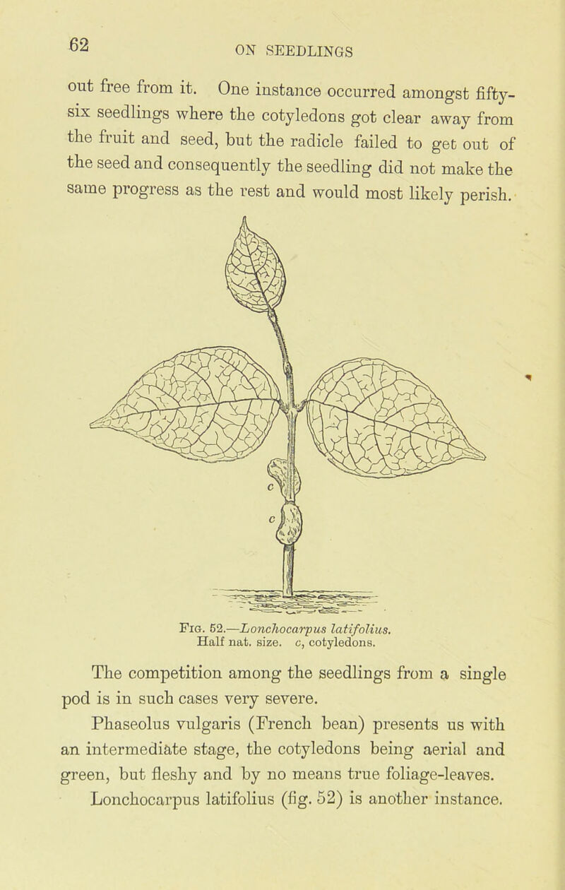 out free from it. One instance occurred amongst fifty- six seedlings where the cotyledons got clear away from the fruit and seed, but the radicle failed to get out of the seed and consequently the seedling did not make the same progress as the rest and would most likely perish. Fig. 52.—Lonchocarpus latifolius. Half nat. size, e, cotyledons. The competition among the seedlings from a single pod is in such cases very severe. Phaseolus vulgaris (French bean) presents us with an intermediate stage, the cotyledons being aerial and green, but fleshy and by no means true foliage-leaves. Lonchocarpus latifolius (fig. 52) is another instance.