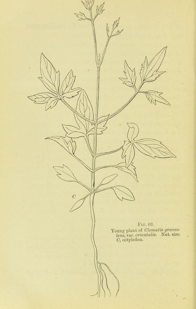 Young plant of Clematis graveo- leiis, var. orientalis. Nat. size.