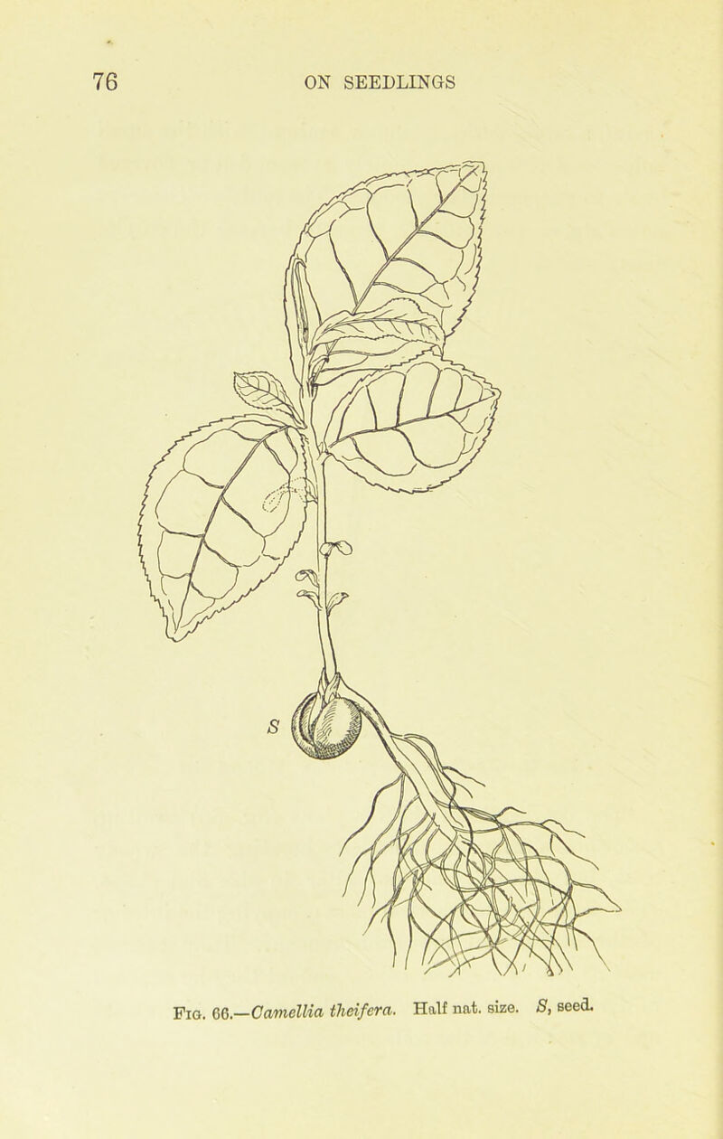 Fig. 66.—Camellia theifera. Half nat. size. S, seed.