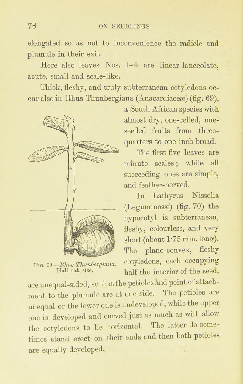 elongated so as not to inconvenience the radicle and plumule in their exit. Here also leaves Nos. 1-4 are linear-lanceolate, acute, small and scale-like. Thick, fleshy, and truly subterranean cotyledons oc- cur also in Rhus Thunbergiana (Anacardiaceae) (fig. 69), a South African species with almost dry, one-celled, one- seeded fruits from three- quarters to one inch broad. The first five leaves are minute scales; while all succeeding ones are simple, and feather-nerved. In Lathyrus Nissolia (Leguminosae) (fig. 70) the hypocotyl is subterranean, fleshy, colourless, and very short (about 1-75 mm. long). The plano-convex, fleshy cotyledons, each occupying half the interior of the seed, are unequal-sided, so that the petioles and point of attach- ment to the plumule are at one side. rlhe petioles aie unequal or the lower one is undeveloped, while the upper one is developed and curved just as much as will allow the cotyledons to lie horizontal. The latter do some- times stand erect on their ends and then both petioles are equally developed. Pie. 69.—Rhus Thunbergiana. Half nat. size.