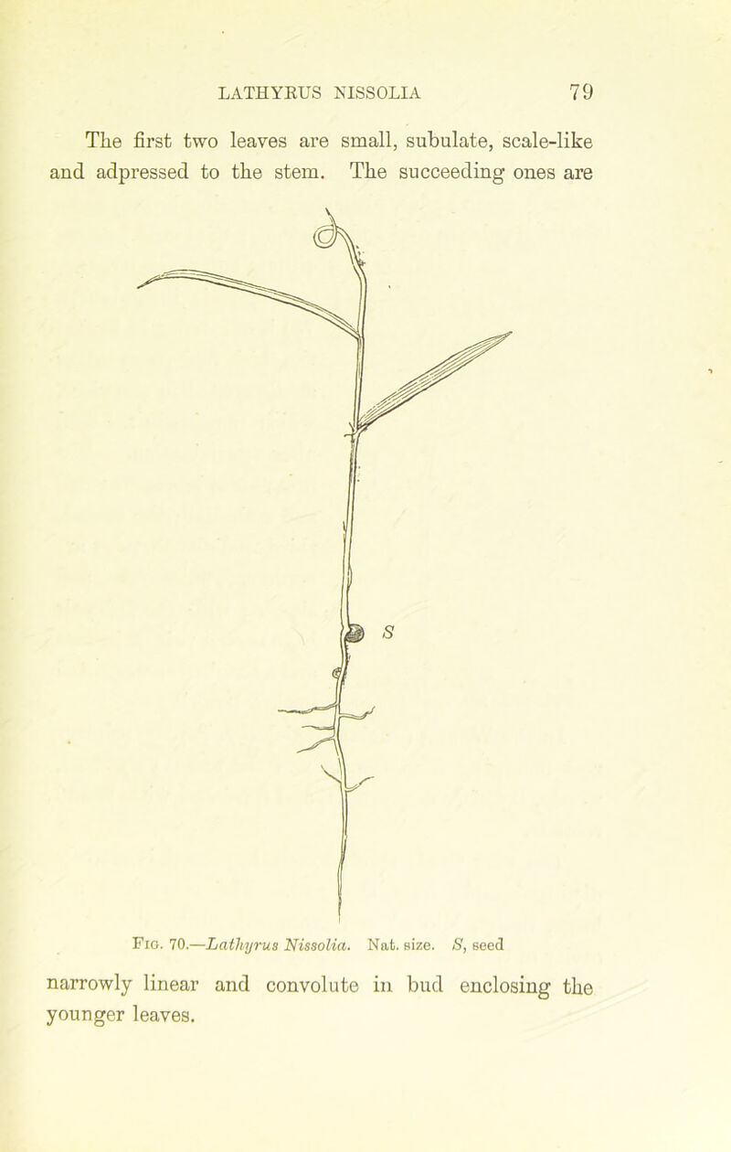 Tlie first two leaves are small, subulate, scale-like and adpressed to the stem. The succeeding ones are Fig. 70.—Lathyrus Nissolia. Nat. size. S, seed narrowly linear and convolute in bud enclosing the younger leaves.