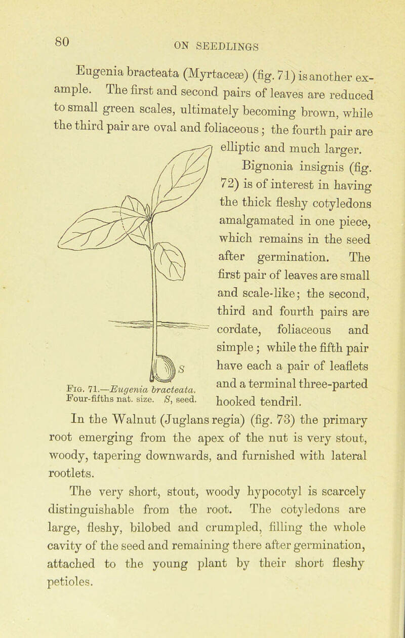 ON SEEDLINGS Eugenia bracteata (Myrtaceas) (fig. 71) is another ex- ample. The first and second pairs of leaves are reduced to small green scales, ultimately becoming brown, while the thii d paii are oval and foliaceous; the fourth pair are elliptic and much larger. Bignonia insignis (fig. 72) is of interest in having the thick fleshy cotyledons amalgamated in one piece, which remains in the seed after germination. The first pair of leaves are small and scale-like; the second, third and fourth pairs are cordate, foliaceous and simple ; while the fifth pair have each a pair of leaflets and a terminal three-parted hooked tendril. Fig. 71.—Eugenia bracteata. Four-fifths nat. size. S, seed. In the Walnut (Juglans regia) (fig. 73) the primary root emerging from the apex of the nut is very stout, woody, tapering downwards, and furnished with lateral rootlets. The very short, stout, woody hypocotyl is scarcely distinguishable from the root. The cotyledons are large, fleshy, bilobed and crumpled, filling the whole cavity of the seed and remaining there after germination, attached to the young plant by their short fleshy petioles.