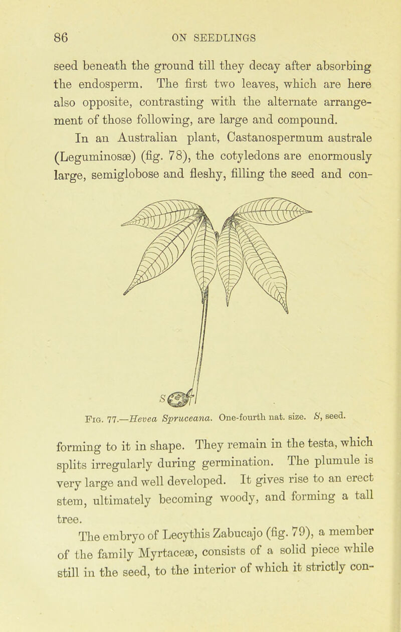 seed beneath the ground till they decay after absorbing the endosperm. The first two leaves, which are here also opposite, contrasting with the alternate arrange- ment of those following, are large and compound. In an Austi’alian plant, Castanospermum australe (Leguminosae) (fig. 78), the cotyledons are enormously large, semiglobose and fleshy, filling the seed and con- Fjg. 77.—Hevea Spruceana. One-fourth nat. size. £', seed. forming to it m shape. They remain in the testa, which splits irregularly during germination. The plumule is very large and well developed. It gives rise to an erect stem, ultimately becoming woody, and forming a tall tree. The embryo of Lecythis Zabucajo (fig. 79), a member of the family Myrtaceae, consists of a solid piece while still in the seed, to the interior of which it strictly con-