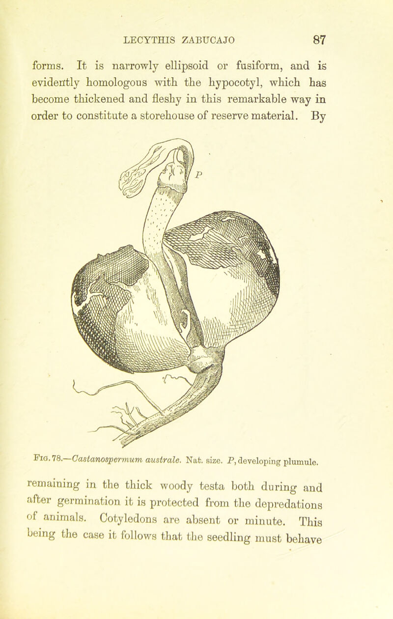 forms. It is narrowly ellipsoid or fusiform, and is evidently homologous with the hypocotyl, which has become thickened and fleshy in this remarkable way in order to constitute a storehouse of reserve material. By Fig. 78.—Castanospermum australe. Nat. size. P, developing plumule. remaining in the thick woody testa both during and after germination it is protected from the depredations of animals. Cotyledons are absent or minute. This being the case it follows that the seedling must behave