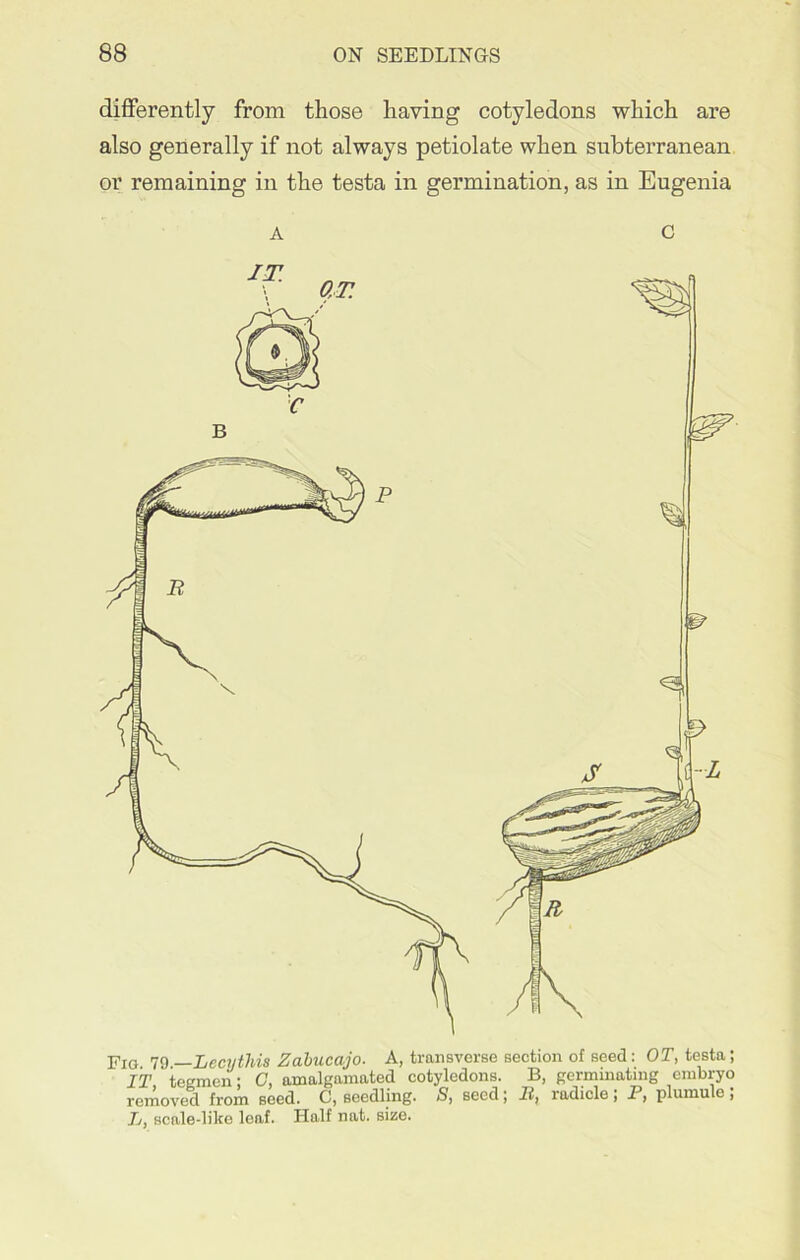 differently from those having cotyledons which are also generally if not always petiolate when subterranean or remaining in the testa in germination, as in Eugenia a C