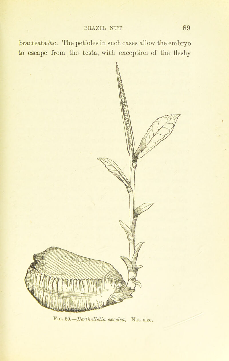 bracteata &c. The petioles in such cases allow the embryo to escape from the testa, with exception of the fleshy Fig. 80.—Bertholletia excelsa. Nat. Bizc.