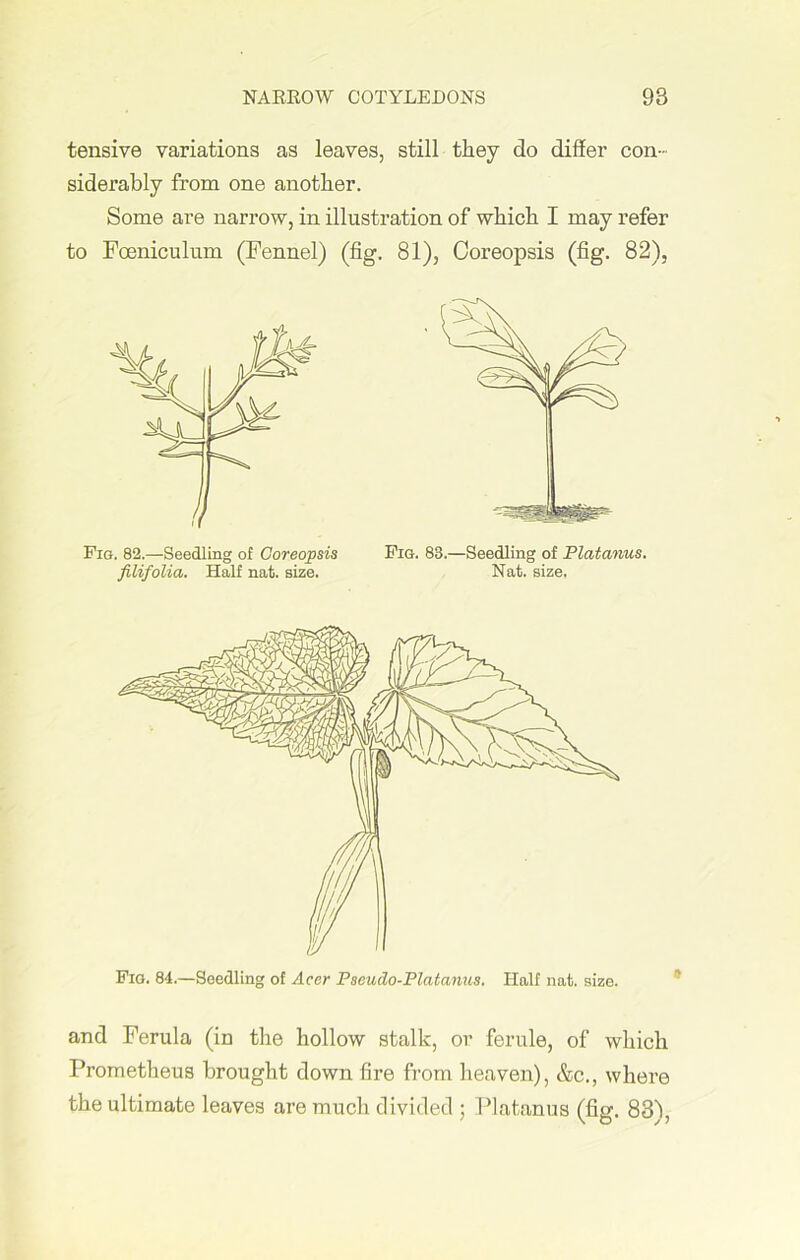 tensive variations as leaves, still they do differ con- siderably from one another. Some are narrow, in illustration of which I may refer to Fceniculum (Fennel) (fig. 81), Coreopsis (fig. 82), Pig. 82.—Seedling of Coreopsis filifolia. Half nat. size. Pig. 83.—Seedling of Platanus. Nat. size. Pig. 84.—Seedling of Acer Pseudo-Platanus. Half nat. size. and Ferula (in the hollow stalk, or ferule, of which Prometheus brought down fire from heaven), &c., where the ultimate leaves are much divided ; Platanus (fig. 83),