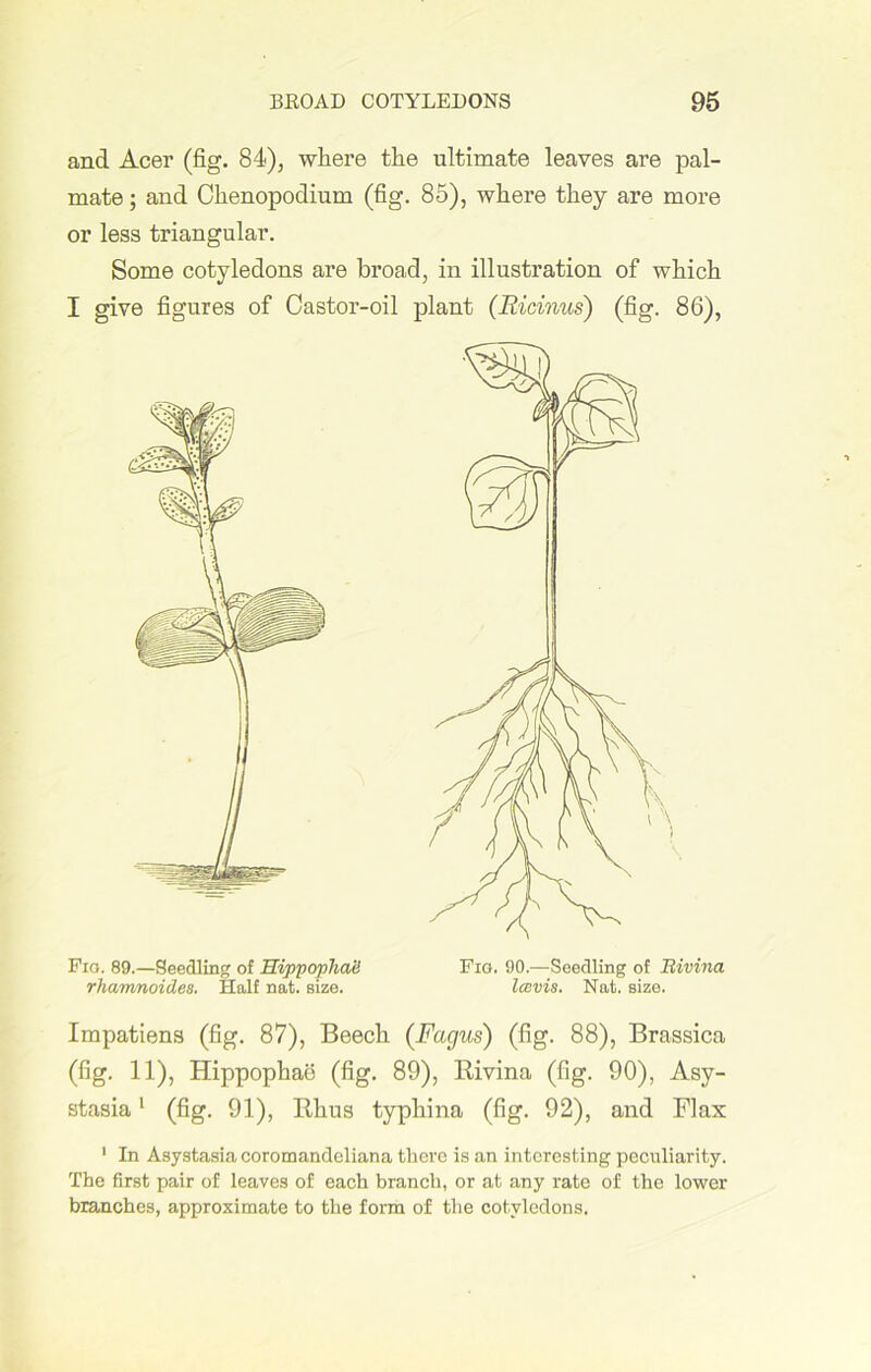 and Acer (fig. 84), where the ultimate leaves are pal- mate ; and Chenopodimn (fig. 85), where they are more or less triangular. Some cotyledons are broad, in illustration of which I give figures of Castor-oil plant (Ricinus) (fig. 86), Fio. 89.—Seedling of HippophaV rhamnoides. Half nat. size. Fio. 90.—Seedling of Bivina Icovis. Nati. Bize. Impatiens (fig. 87), Beech (Fagus) (fig. 88), Brassica (fig. 11), Hippophao (fig. 89), Kivina (fig. 90), Asy- stasia1 (fig. 91), Rhus typhina (fig. 92), and Flax 1 In Asystasia coromandeliana there is an interesting peculiarity. The first pair of leaves of each branch, or at any rate of the lower branches, approximate to the form of the cotyledons.