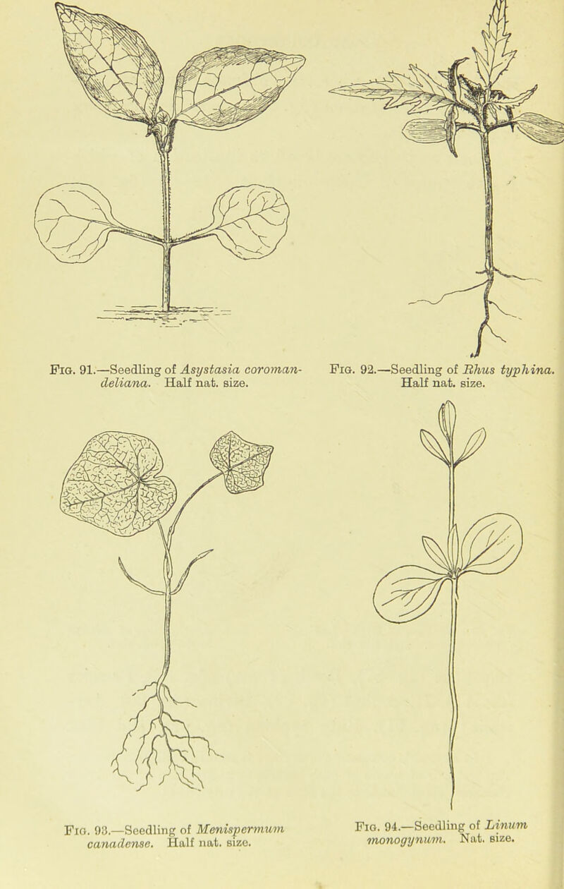 Fig. 91.—Seedling of Asystasia coroman- deliana. Half nat. size. Fig. 92.—Seedling of Rhus typhina. Half nat. size. Fio. 93.—Seedling of Menispernium canadense. Half nat. size. Fig. 94.—Seedling of Linum monogynum. Nat. size.