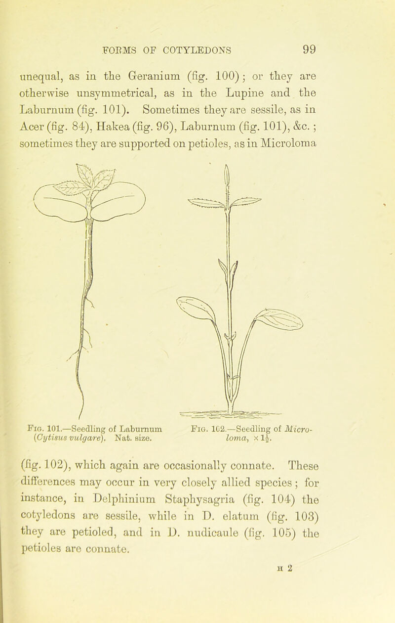 unequal, as in the Geranium (fig. 100) • or they are otherwise unsymmetrical, as in the Lupine and the Laburnum (fig. 101). Sometimes they are sessile, as in Acer (fig. 84), Hakea (fig. 96), Laburnum (fig. 101), &c.; sometimes they are supported on petioles, as in Microloma Fig. 101.—Seedling of Laburnum (Cytisus vulgare). Nat. size. Fig. 102.—Seedling of Micro- loma, x H. (fig. 102), which again are occasionally connate. These differences may occur in very closely allied species; for instance, in Delphinium Stapliysagria (fig. 104) the cotyledons are sessile, while in D. elatum (fig. 103) they are petioled, and in D. nudicaule (fig. 105) the petioles are connate.