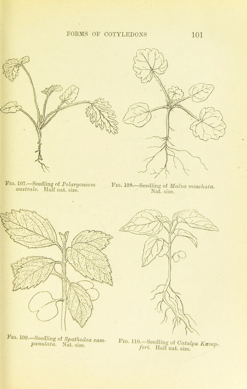 Fig. 107.—Seedling of Pelargonium australe. Half nat. size. Fig. 108.—Seedling of Malva moschata. Nat. size. Fig. 109—Seedling of Spaihodea cam- panulatci. Nat. size. Fig. 110—Seedling of Catalpa Kcemp fen. Half nat. size.