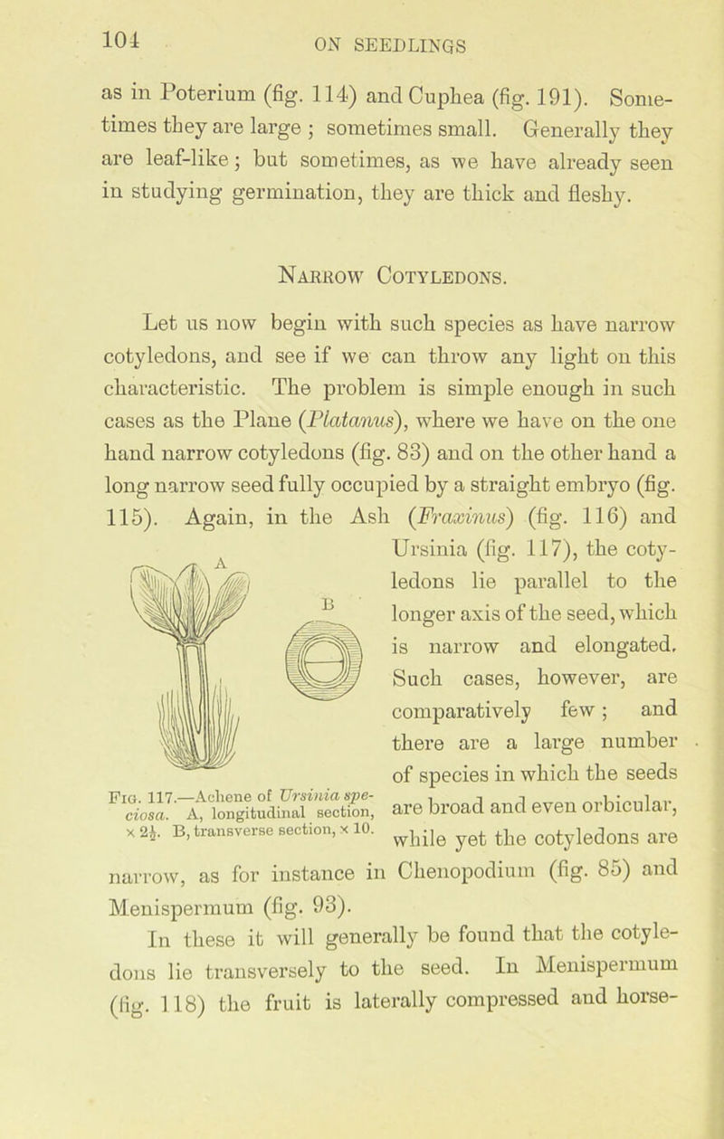 101 as in Poterium (fig. 114) and Cuphea (fig. 191). Some- times they are large ; sometimes small. Generally they are leaf-like; bat sometimes, as we have already seen in studying germination, they are thick and fleshy. Narrow Cotyledons. Let us now begin with such species as have narrow cotyledons, and see if we can throw any light on this characteristic. The problem is simple enough in such cases as the Plane (Piatcmus), where we have on the one hand narrow cotyledons (fig. 83) and on the other hand a long narrow seed fully occupied by a straight embryo (fig. 115). Again, in the Ash (Fraxinus) (fig. 116) and Ursinia (fig. 117), the coty- ledons lie parallel to the longer axis of the seed, which is narrow and elongated. Such cases, however, are comparatively few; and there are a large number of species in which the seeds are broad and even orbicular, while yet the cotyledons are narrow, as for instance in Chenopodium (fig. 85) and Menispermum (fig. 93). In these it will generally be found that the cotyle- dons lie transversely to the seed. In Menispermum (fig. 118) the fruit is laterally compressed and horse- Fig. 117.—Acliene of TJrsinia spe- ciosa. A, longitudinal section, x 2L B, transverse section, x 10.