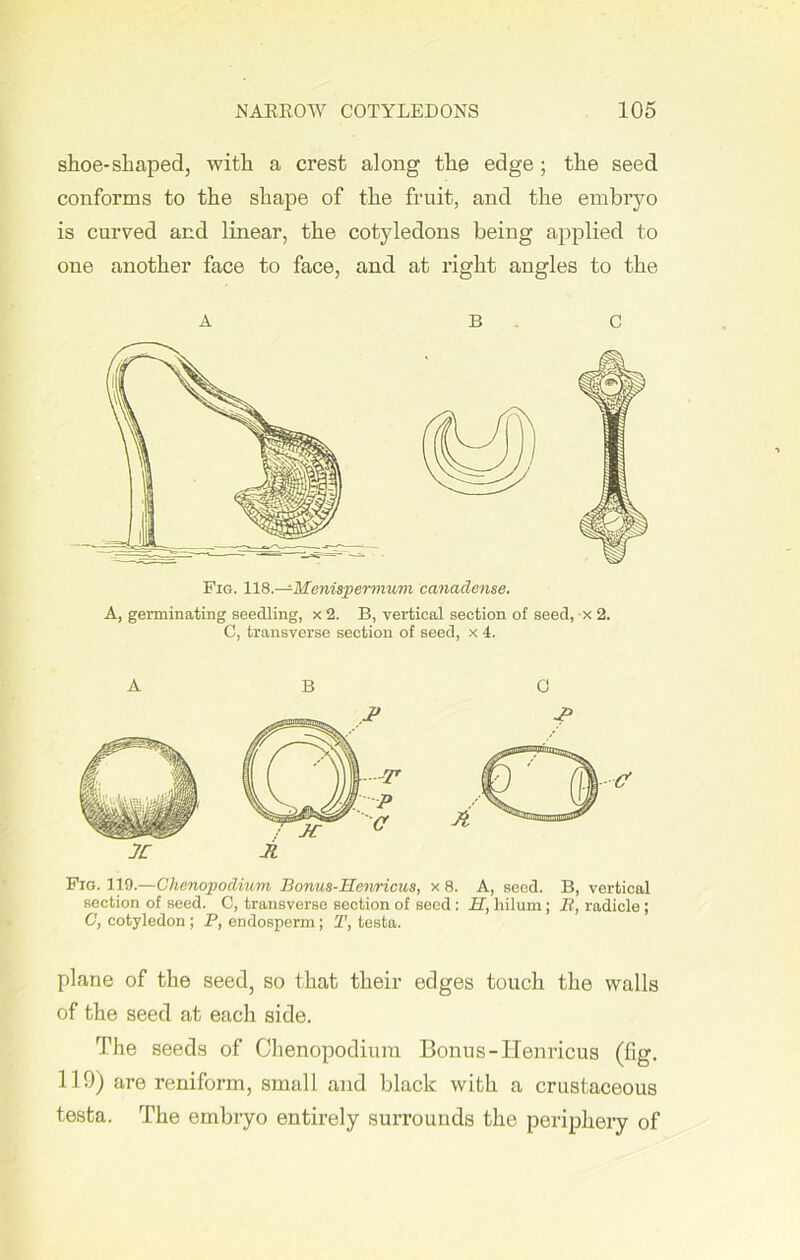 shoe-sliaped, with a crest along the edge; the seed conforms to the shape of the fruit, and the embryo is curved and linear, the cotyledons being applied to one another face to face, and at right angles to the Fig. 118.—Menispermum canadense. A, germinating seedling, x 2. B, vertical section of seed, x 2. C, transverse section of seed, x 4. A B 0 Fig. 119.—Chenopodium Bonus-Henricus, x 8. A, seed. B, vertical section of seed. C, transverse section of seed: H, liilum; li, radicle ; C, cotyledon ; P, endosperm; T, testa. plane of the seed, so that their edges touch the walls of the seed at each side. The seeds of Chenopodium Bonus-IIenricus (fig. 119) are reniform, small and black with a crustaceous testa. The embryo entirely surrounds the periphery of