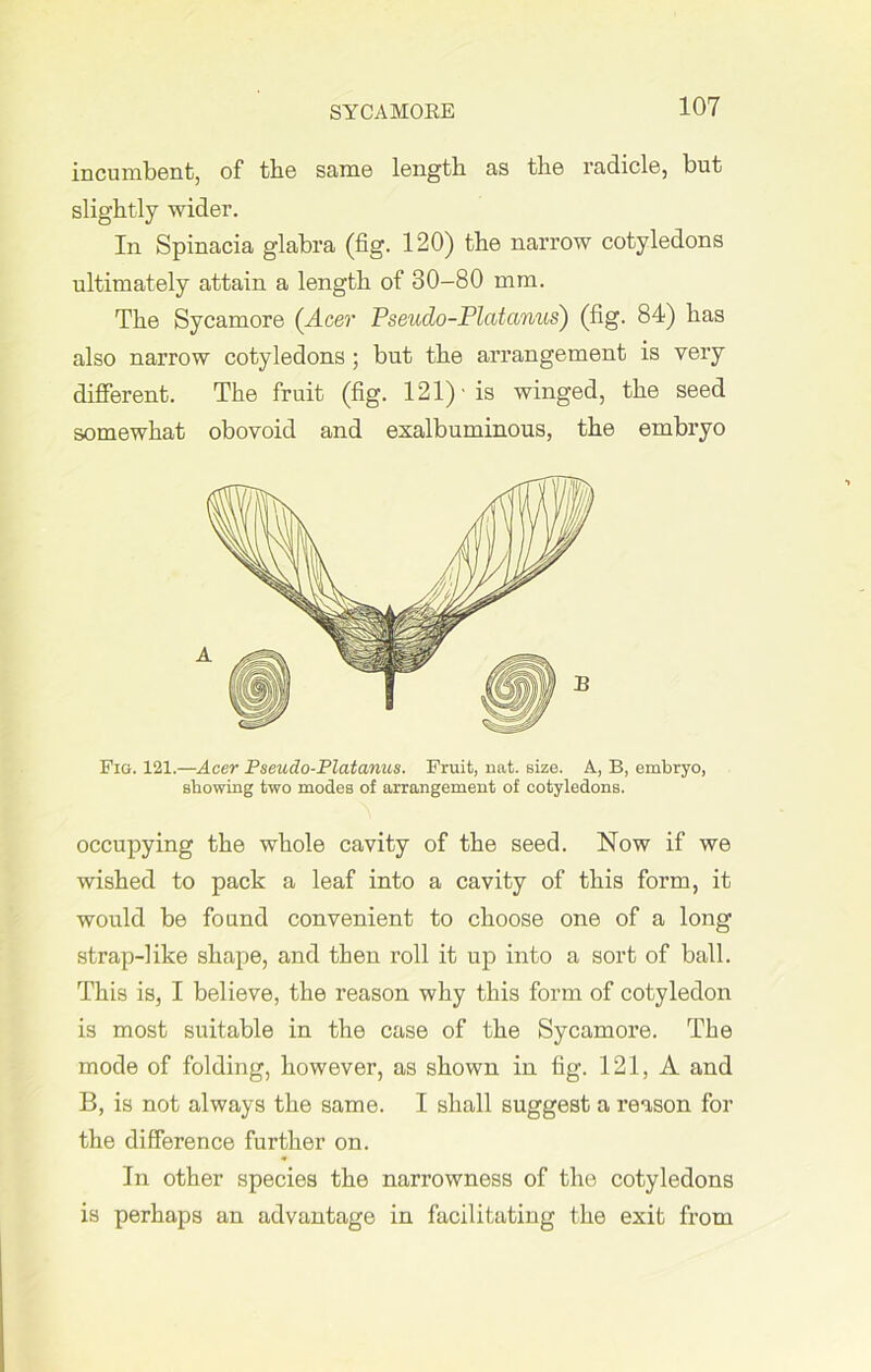 SYCAMORE incumbent, of the same length as the radicle, but slightly wider. In Spinacia glabra (fig. 120) the narrow cotyledons ultimately attain a length of 30-80 mm. The Sycamore {Acer Pseudo-Pledanus) (fig. 84) has also narrow cotyledons ; but the arrangement is very different. The fruit (fig. 121)' is winged, the seed somewhat obovoid and exalbuminous, the embryo Fig. 121.—Acer Pseudo-Platanus. Fruit, nat. size. A, B, embryo, showing two modes of arrangement of cotyledons. occupying the whole cavity of the seed. Now if we wished to pack a leaf into a cavity of this form, it would be found convenient to choose one of a long strap-like shape, and then roll it up into a sort of ball. This is, I believe, the reason why this form of cotyledon is most suitable in the case of the Sycamore. The mode of folding, however, as shown in fig. 121, A and B, is not always the same. I shall suggest a reason for the difference further on. In other species the narrowness of the cotyledons is perhaps an advantage in facilitating the exit from