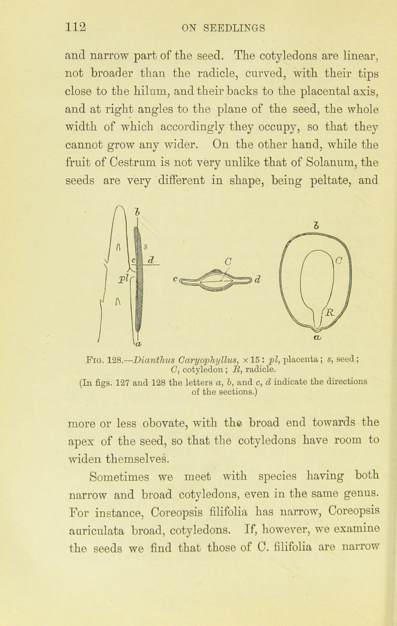 and narrow part of the seed. The cotyledons are linear, not broader than the radicle, curved, with their tips close to the hiluru, and their backs to the placental axis, and at right angles to the plane of the seed, the whole width of which accordingly they occupy, so that they cannot grow any wider. On the other hand, while the fruit of Oestrum is not very unlike that of Solanum, the seeds are very different in shape, being peltate, and Fig. 128.—Dianthus Caryophyllus, x 15 : pi, placenta; s, seed; C, cotyledon; B, radicle. (In figs. 127 and 128 tlie letters a, b, and c, d indicate the directions of the sections.) more or less obovate, with the broad end towards the apex of the seed, so that the cotyledons have room to widen themselves. Sometimes we meet with species having both narrow and broad cotyledons, even in the same genus. For instance, Coreopsis filifolia has narrow, Coreopsis auriculata broad, cotyledons. If, however, we examine the seeds we find that those of C. filifolia are narrow