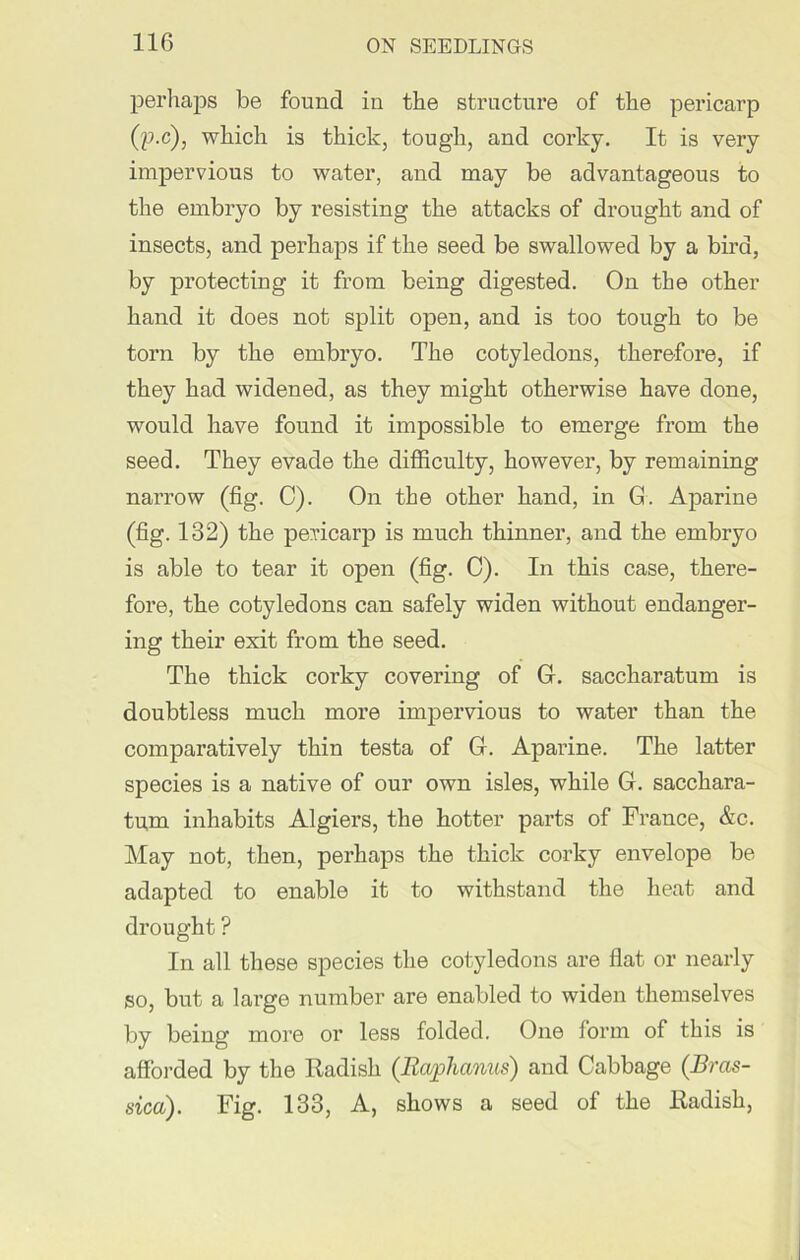 perhaps be found in the structure of the pericarp (p.c), which is thick, tough, and corky. It is very impervious to water, and may be advantageous to the embryo by resisting the attacks of drought and of insects, and perhaps if the seed be swallowed by a bird, by protecting it from being digested. On the other hand it does not split open, and is too tough to be torn by the embryo. The cotyledons, therefore, if they had widened, as they might otherwise have done, would have found it impossible to emerge from the seed. They evade the difficulty, however, by remaining narrow (fig. C). On the other hand, in G. Aparine (fig. 132) the pericarp is much thinner, and the embryo is able to tear it open (fig. C). In this case, there- fore, the cotyledons can safely widen without endanger- ing their exit from the seed. The thick corky covering of 0. saccharatum is doubtless much more impervious to water than the comparatively thin testa of 0. Aparine. The latter species is a native of our own isles, while G. sacchara- tum inhabits Algiers, the hotter parts of France, &c. May not, then, perhaps the thick corky envelope be adapted to enable it to withstand the heat and drought ? In all these species the cotyledons are flat or nearly so, but a large number are enabled to widen themselves by being more or less folded. One form of this is afforded by the Radish (Rcvphcmus) and Cabbage (Bras- sica). Fig. 133, A, shows a seed of the Radish,