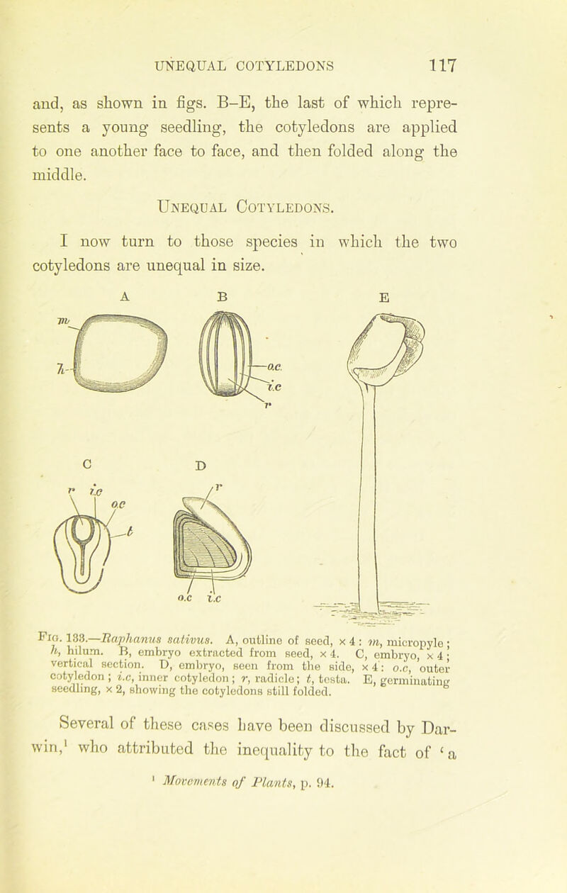 and, as shown in figs. B-E, the last of which repre- sents a young seedling, the cotyledons are applied to one another face to face, and then folded along the middle. Unequal Cotyledons. I now turn to those species in which the two cotyledons are unequal in size. A B E Fig. 133.—Baphanua sativus. A, outline of seed, x 4 : m, mieropyle • h, hilum. B, embryo extracted from seed, x 4. C, embryo, x 4 • vertical section. D, embryo, seen from the side, x 4: ox, outer cotyledon ; ix, inner cotyledon ; r, radicle; t, testa. E, germinatinsr seedling, x 2, showing the cotyledons still folded. Several of these cases have been discussed by Dar- win,1 who attributed the inequality to the fact of ‘a 1 Movements of Plants, p. 94.