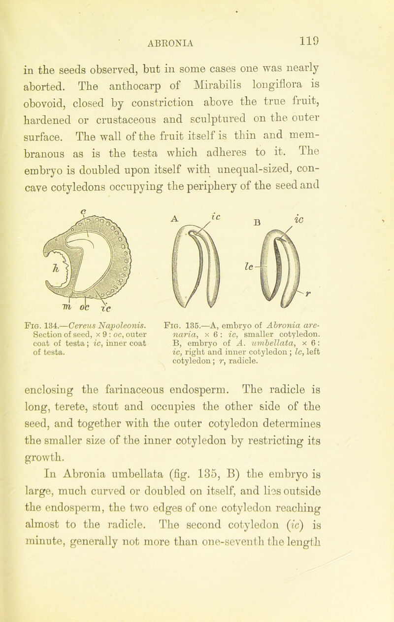 ABRONIA in the seeds observed, but in some cases one was nearly aborted. The anthocarp of Mirabilis longiflora is obovoid, closed by constriction above the true fruit, hardened or crustaceous and sculptured on the outer surface. The wall of the fruit itself is thin and mem- branous as is the testa which adheres to it. The embryo is doubled upon itself with unequal-sized, con- cave cotyledons occupying the periphery of the seed and Fig. 134.—Gereus Napoleonis. Section of seed, x 9 : oc, outer coat of testa; ic, inner coat of testa. Fig. 135.—A, embryo of Abronia are- naria, x 6: ic, smaller cotyledon. B, embryo of A. umbellata, x 6: ic, right and inner cotyledon ; Ic, left cotyledon; r, radicle. enclosing the farinaceous endosperm. The radicle is long, terete, stout and occupies the other side of the seed, and together with the outer cotyledon determines the smaller size of the inner cotyledon by restricting its growth. In Abronia umbellata (fig. 135, B) the embryo is large, much curved or doubled on itself, and lies outside the endosperm, the two edges of one cotyledon reaching almost to the radicle. The second cotyledon (ic) is minute, generally not more than one-seventh the length