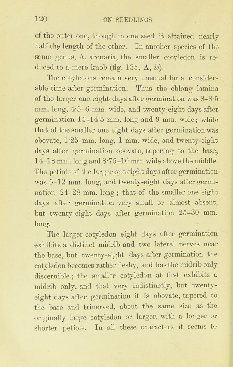 of the outer one, though in one seed it attained nearly half the length of the other. In another species of the same genus, A. arenaria, the smaller cotyledon is re- duced to a mere knob (fig. 135, A, ic). The cotyledons remain very unequal for a consider- able time after germination. Thus the oblong lamina of the larger one eight days after germination was 8-8’5 mm. long, 4-5-6 mm. wide, and twenty-eight days after germination 14-14-5 mm. long and 9 mm. wide; while that of the smaller one eight days after germination was obovate, T25 mm. long, 1 mm. wide, and twenty-eight days after germination obovate, tapering to the base, 14-18 mm. long and 8-75-10 mm. wide above the middle. The petiole of the larger one eight days after germination was 5-12 mm. long, and twenty-eight days after germi- nation 24-28 mm. long; that of the smaller one eight days after germination very small or almost absent, but twenty-eight days after germination 25-30 mm. long. The larger cotyledon eight days after germination exhibits a distinct midrib and two lateral nerves near the base, but twenty-eight days after germination the cotyledon becomes rather fleshy, and has the midrib only discernible; the smaller cotyledon at first exhibits a midrib only, and that very indistinctly, but twenty- eight days after germination it is obovate, tapered to the base and trinerved, about the same size as the originally large cotyledon or larger, with a longer or shorter petiole. In all these characters it seems to