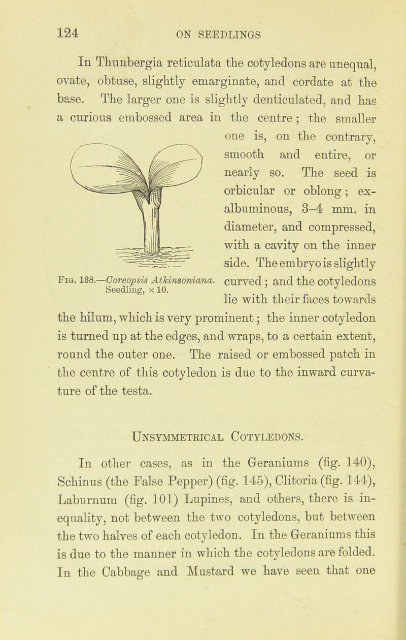 In Thunbergia reticulata the cotyledons are unequal, ovate, obtuse, slightly emarginate, and cordate at the base. The larger one is slightly denticulated, and has a curious embossed area in the centre ; the smaller one is, on the contrary, smooth and entire, or nearly so. The seed is orbicular or oblong; ex- albuminous, 3-4 mm. in diameter, and compressed, with a cavity on the inner side. The embryo is slightly Fig. 138.—Coreopsis Athinsoniana. curved : and the cotvledons Seedling, x 10. _ _ J lie with their faces towards the hilum, which is very prominent; the inner cotyledon is turned up at the edges, and wraps, to a certain extent, round the outer one. The raised or embossed patch in the centre of this cotyledon is due to the inward curva- ture of the testa. Unsymmetrical Cotyledons. In other cases, as in the Geraniums (fig. 140), Schinus (the False Pepper) (fig. 145), Clitoria (fig. 144), Laburnum (fig. 101) Lupines, and others, there is in- equality, not between the two cotyledons, but between the two halves of each cotyledon. In the Geraniums this is due to the manner in which the cotyledons are folded. In the Cabbage and Mustard we have seen that one