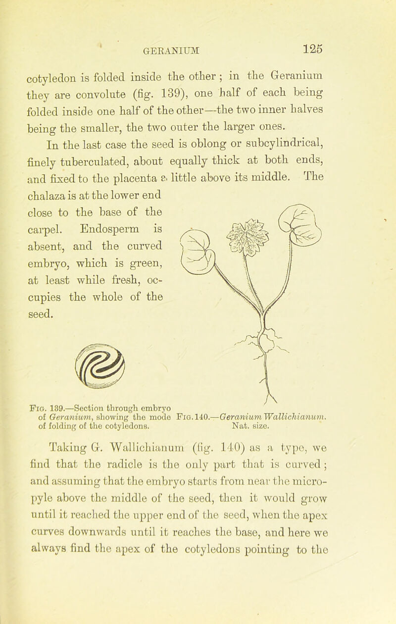 cotyledon is folded inside tlie other ; in the Geranium they are convolute (fig. 139), one half of each being folded inside one half of the other—the two inner halves being the smaller, the two outer the larger ones. In the last case the seed is oblong or subcylindrical, finely tuberculated, about equally thick at both ends, and fixed to the placenta 8> little above its middle. The chalaza is at the lower end close to the base of the carpel. Endosperm is absent, and the curved embryo, which is green, at least while fresh, oc- cupies the whole of the seed. Fig. 139.—Section through embryo of Geranium, showing the mode Fig. 140.—Geranium Wallichianurn. of folding of the cotyledons. Nat. size. Taking G. Wallichianurn (fig. 140) as a type, we find that the radicle is the only part that is curved ; and assuming that the embryo starts from near the micro- pyle above the middle of the seed, then it would grow until it reached the upper end of the seed, when the apex curves downwards until it reaches the base, and here we always find the apex of the cotyledons pointing to the