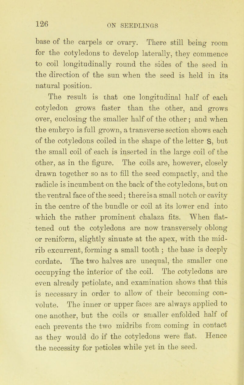 base of the carpels or ovary. There still being room for the cotyledons to develop laterally, they commence to coil longitudinally round the sides of the seed in the direction of the sun when the seed is held in its natural position. The result is that one longitudinal half of each cotyledon grows faster than the other, and grows over, enclosing the smaller half of the other ; and when the embryo is full grown, a transverse section shows each of the cotyledons coiled in the shape of the letter S, but the small coil of each is inserted in the large coil of the other, as in the figure. The coils are, however, closely drawn together so as to fill the seed compactly, and the radicle is incumbent on the back of the cotyledons, but on the ventral face of the seed; there is a small notch or cavity in the centre of the bundle or coil at its lower end into which the rather prominent chalaza fits. When flat- tened out the cotyledons are now transversely oblong or reniform, slightly sinuate at the apex, with the mid- rib excurrent, forming a small tooth ; the base is deeply cordate. The two halves are unequal, the smaller one occupying the interior of the coil. The cotyledons are even already petiolate, and examination shows that this is necessary in order to allow of their becoming con- volute. The inner or upper faces are always applied to one another, but the coils or smaller enfolded half of each prevents the two midribs from coming in contact as they would do if the cotyledons were flat. Hence the necessity for petioles while yet in the seed.