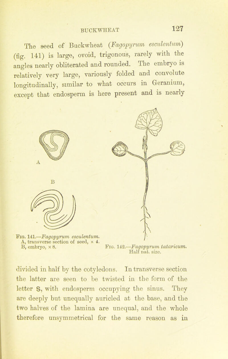 buckwheat The seed of Buckwheat (Fagopyrum esculentum) (fig. 141) is large, ovoid, trigonous, rarely with the angles nearly obliterated and rounded. The embryo is relatively very large, variously folded and convolute longitudinally, similar to what occurs in Geranium, except that endosperm is here present and is nearly B Fig. 141.—Fagopyrum esculentum. A, transverse section of seed, x 4. B, embryo, x 8. Fig. 142.-—Fagopyrum tataricum. Half nat. size. divided in half by the cotyledons. In transverse section the latter are seen to be twisted in the form of the letter S, with endosperm occupying the sinus. They are deeply but unequally auricled at the base, and the two halves of the lamina are unequal, and the whole therefore unsymmetrical for the same reason as in
