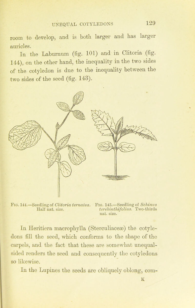 UNEQUAL COTYLEDONS room to develop, and is both larger and has larger auricles. In the Laburnum (fig. 101) and in Clitoria (fig. 144), on the other hand, the inequality in the two sides of the cotyledon is due to the inequality between the two sides of the seed (fig. 143). Fig. 144.—Seedling of Clitoria ternatea. Fig. 145.—Seedling of Schinvs Half nat. size. terebinthifolius. Two-thirds nat. size. In Heritiera macrophylla (Sterculiacese) the cotyle- dons fill the seed, which conforms to the shape of the carpels, and the fact that these are somewhat unequal- sided renders the seed and consequently the cotyledons so likewise. In tho Lupines the seeds are obliquely oblong, com- ic