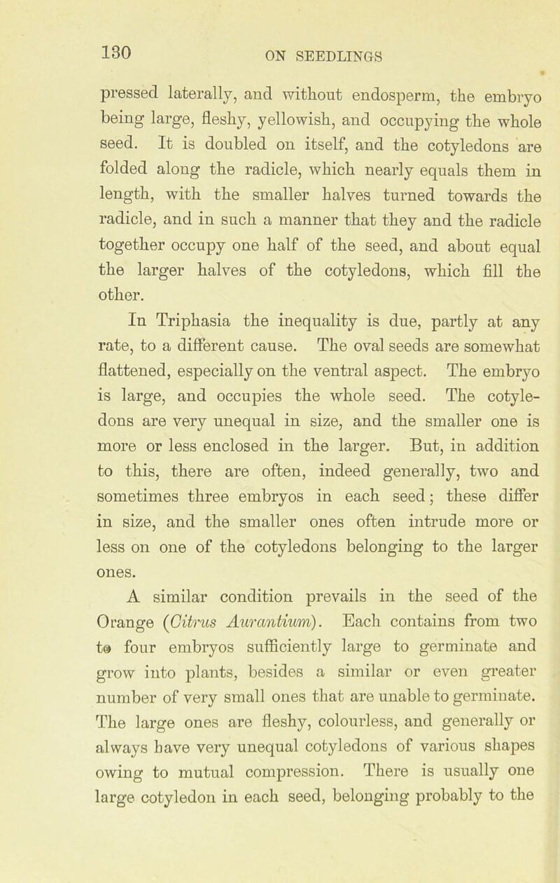 pressed laterally, and without endosperm, the embryo being large, fleshy, yellowish, and occupying the whole seed. It is doubled on itself, and the cotyledons are folded along the radicle, which nearly equals them in length, with the smaller halves turned towards the radicle, and in such a manner that they and the radicle together occupy one half of the seed, and about equal the larger halves of the cotyledons, which fill the other. In Triphasia the inequality is due, partly at any rate, to a different cause. The oval seeds are somewhat flattened, especially on the ventral aspect. The embryo is large, and occupies the whole seed. The cotyle- dons are very unequal in size, and the smaller one is more or less enclosed in the larger. But, in addition to this, there are often, indeed generally, two and sometimes three embryos in each seed; these differ in size, and the smaller ones often intrude more or less on one of the cotyledons belonging to the larger ones. A similar condition prevails in the seed of the Orange (Citrus Aurantium). Each contains from two ta four embryos sufficiently large to germinate and grow into plants, besides a similar or even greater number of very small ones that are unable to germinate. The large ones are fleshy, colourless, and generally or always have very unequal cotyledons of various shapes owing to mutual compression. There is usually one large cotyledon in each seed, belonging probably to the