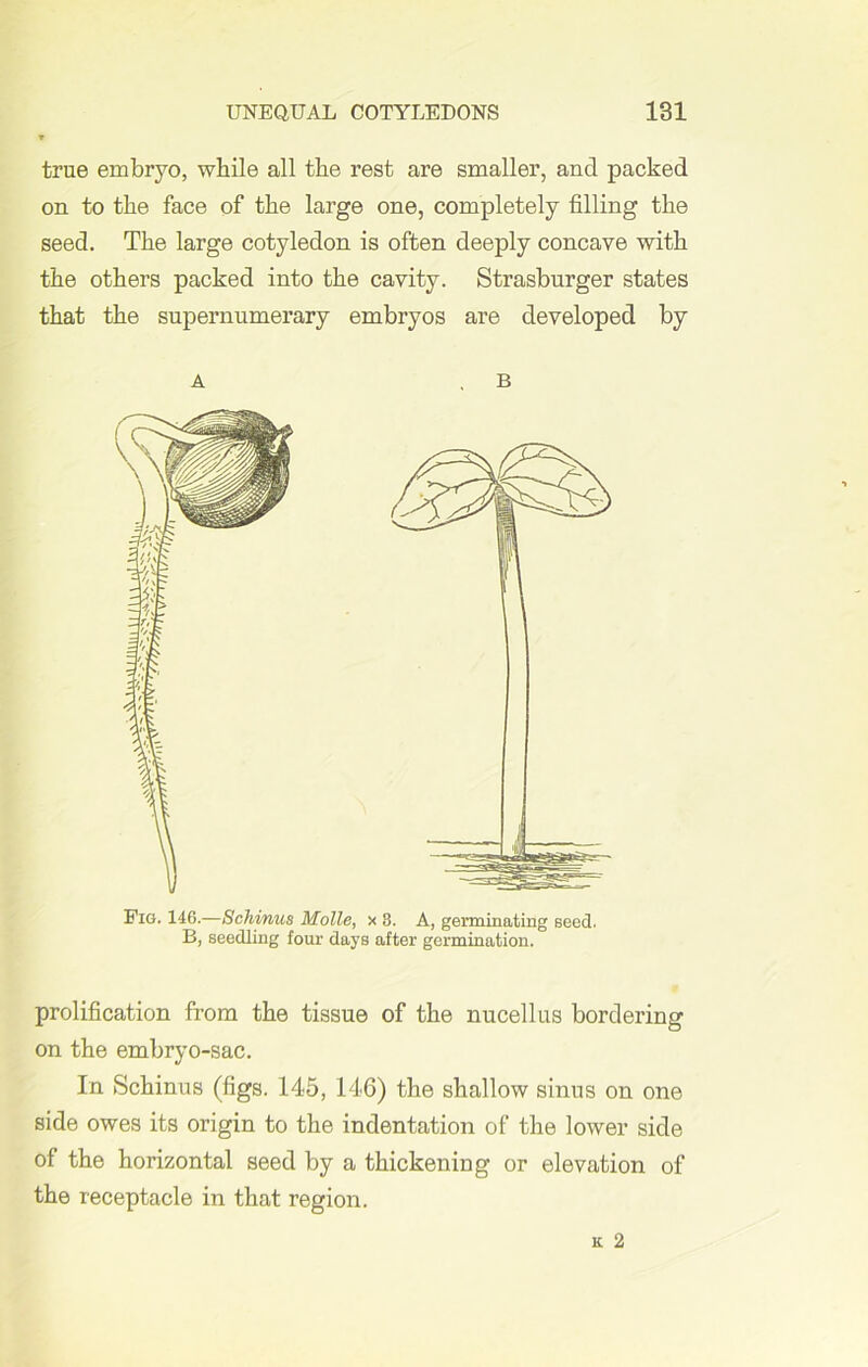 true embryo, while all the rest are smaller, and packed on to the face of the large one, completely filling the seed. The large cotyledon is often deeply concave with the others packed into the cavity. Strasburger states that the supernumerary embryos are developed by A B Pig. 146.—Schinus Molle, x 8. A, germinating seed. B, seedling four days after germination. prolification from the tissue of the nucellus bordering on the embryo-sac. In Schinus (figs. 145, 146) the shallow sinus on one side owes its origin to the indentation of the lower side of the horizontal seed by a thickening or elevation of the receptacle in that region.